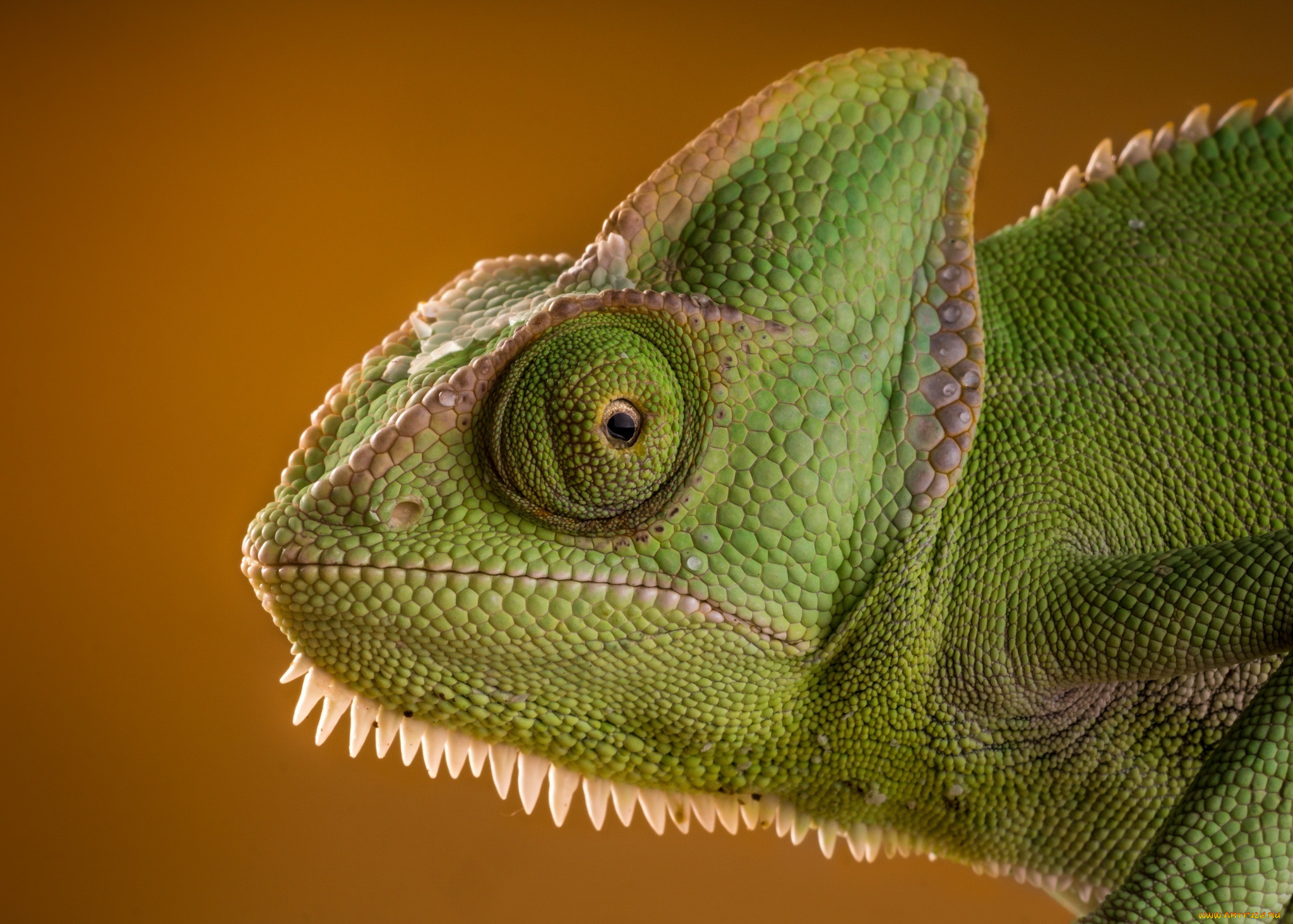 животные, хамелеоны, lizard, рептилия, eyes, ящерица, chameleon, хамелеон, reptile, ящерка, beauty, green, морда, интерес