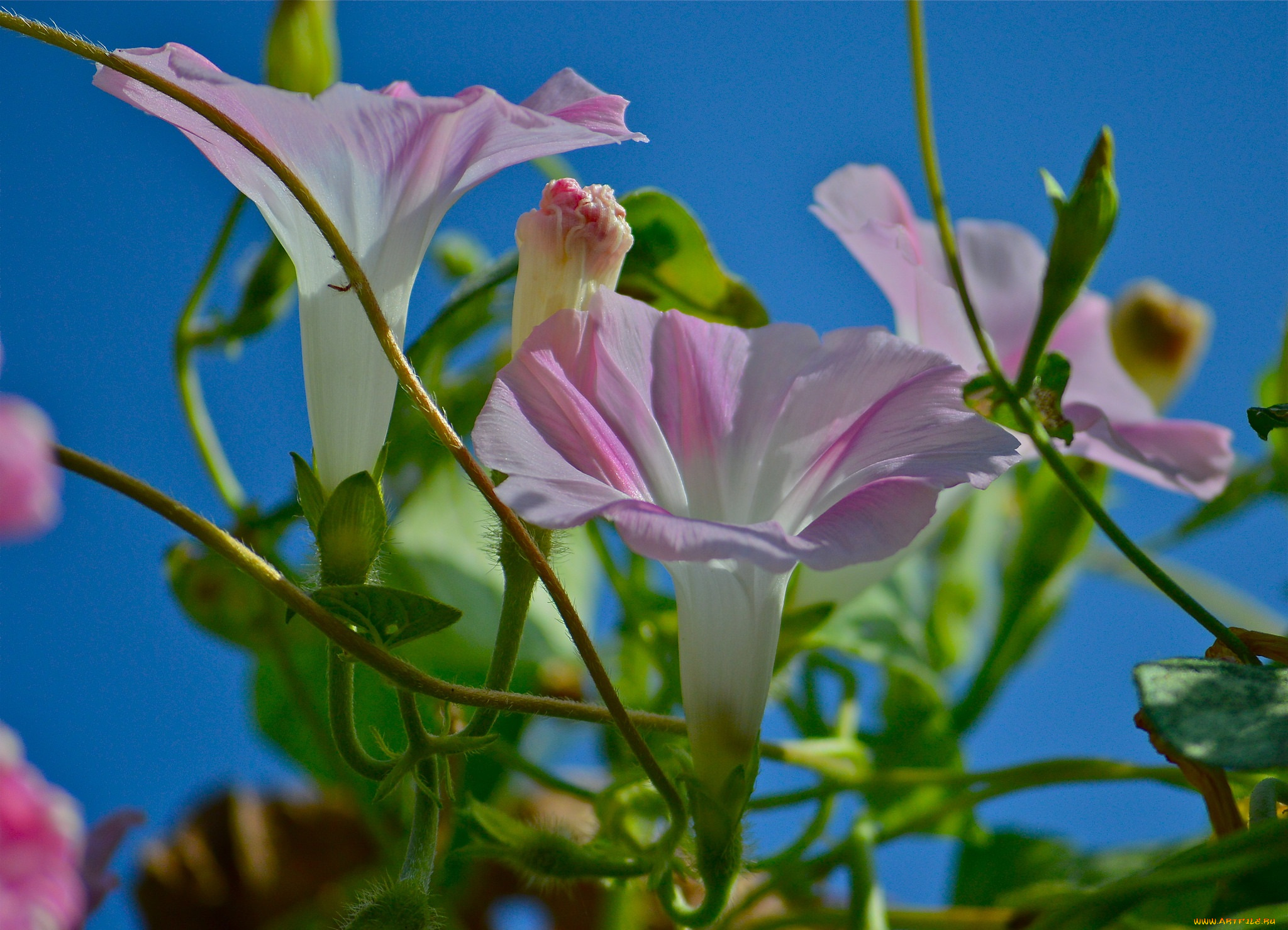 цветы, вьюнки, , ипомеи, вьюнок, небо