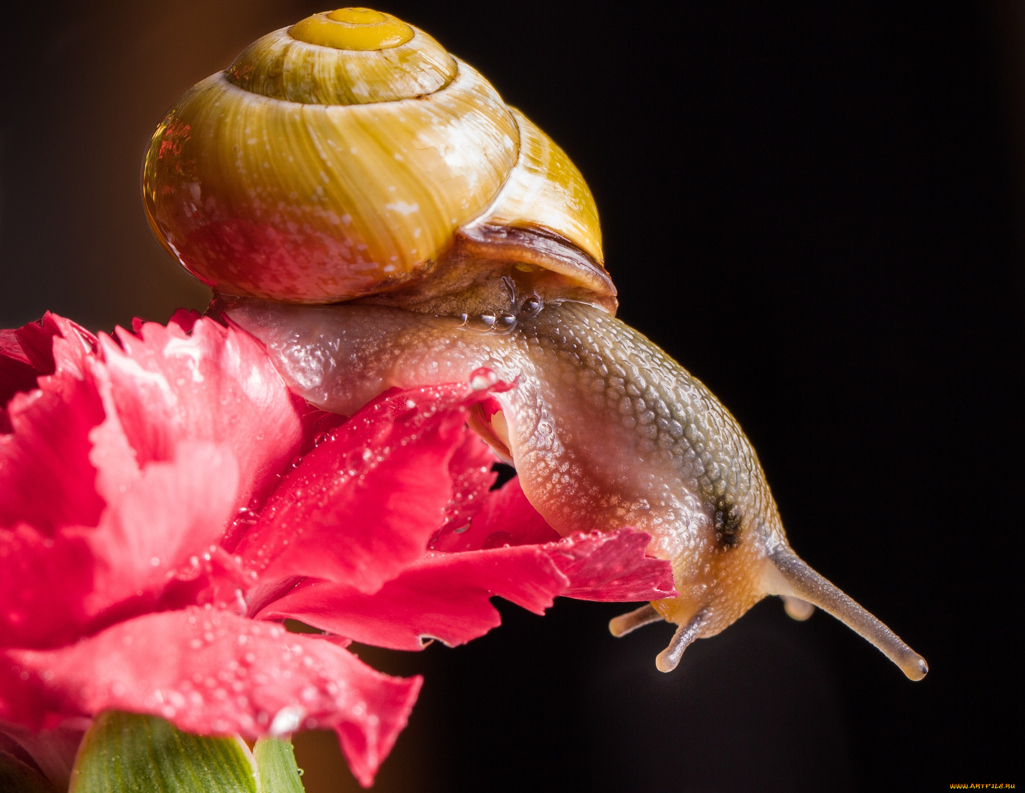 животные, улитки, роса, цветок, улитка, чёрный, фон, гвоздика