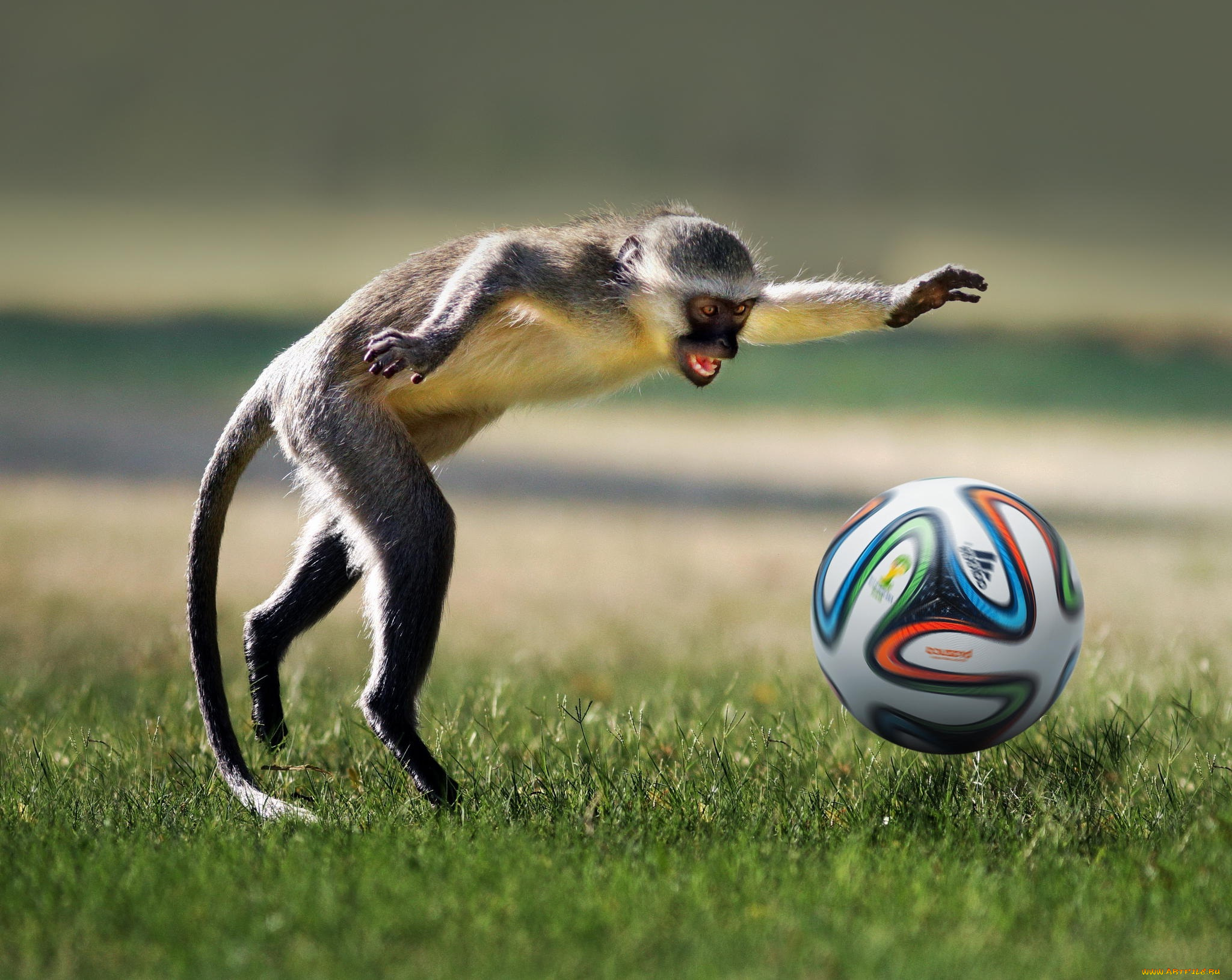 животные, обезьяны, футбол, football, ball, game, monkey, игра, животное, playing, мяч, обезьяна