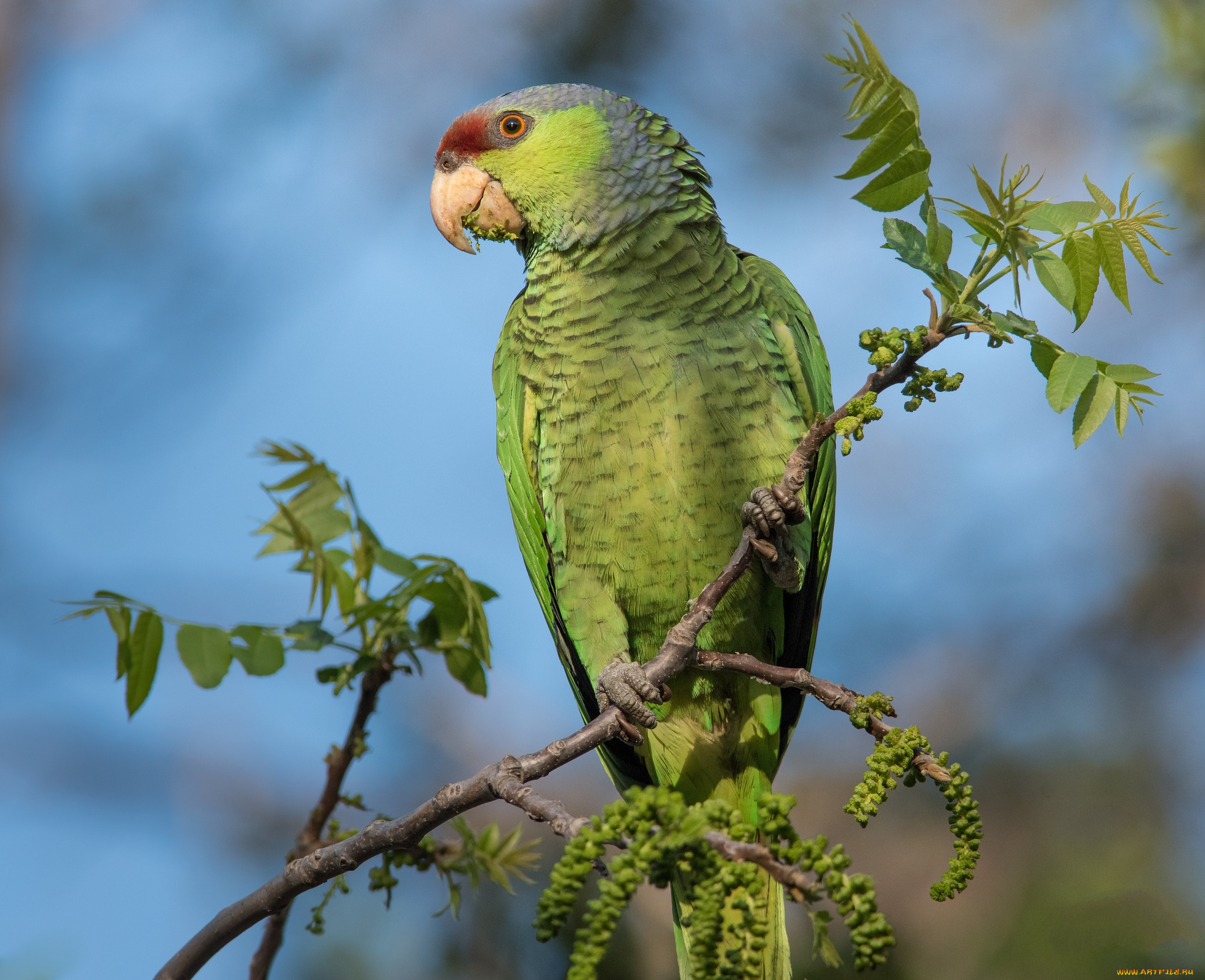 животные, попугаи, попугай
