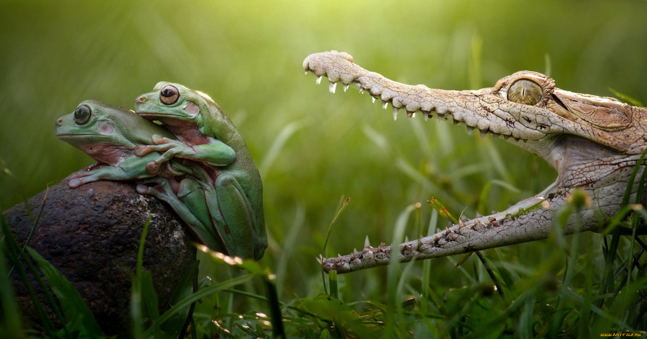 животные, разные, вместе, crocodile, лапки, hunt, danger, love, любовь, аллигатор, зубы, опасность, охота, swamp, reptile, teeth, colourfull, разноцветные, зеленые, beauty, лягушки, frog, крокодил, озеро