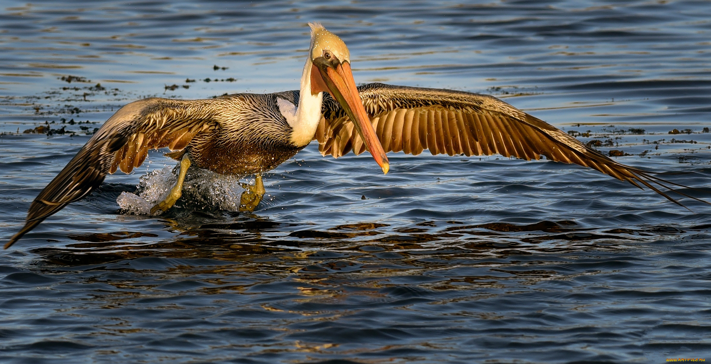 животные, пеликаны, пеликан