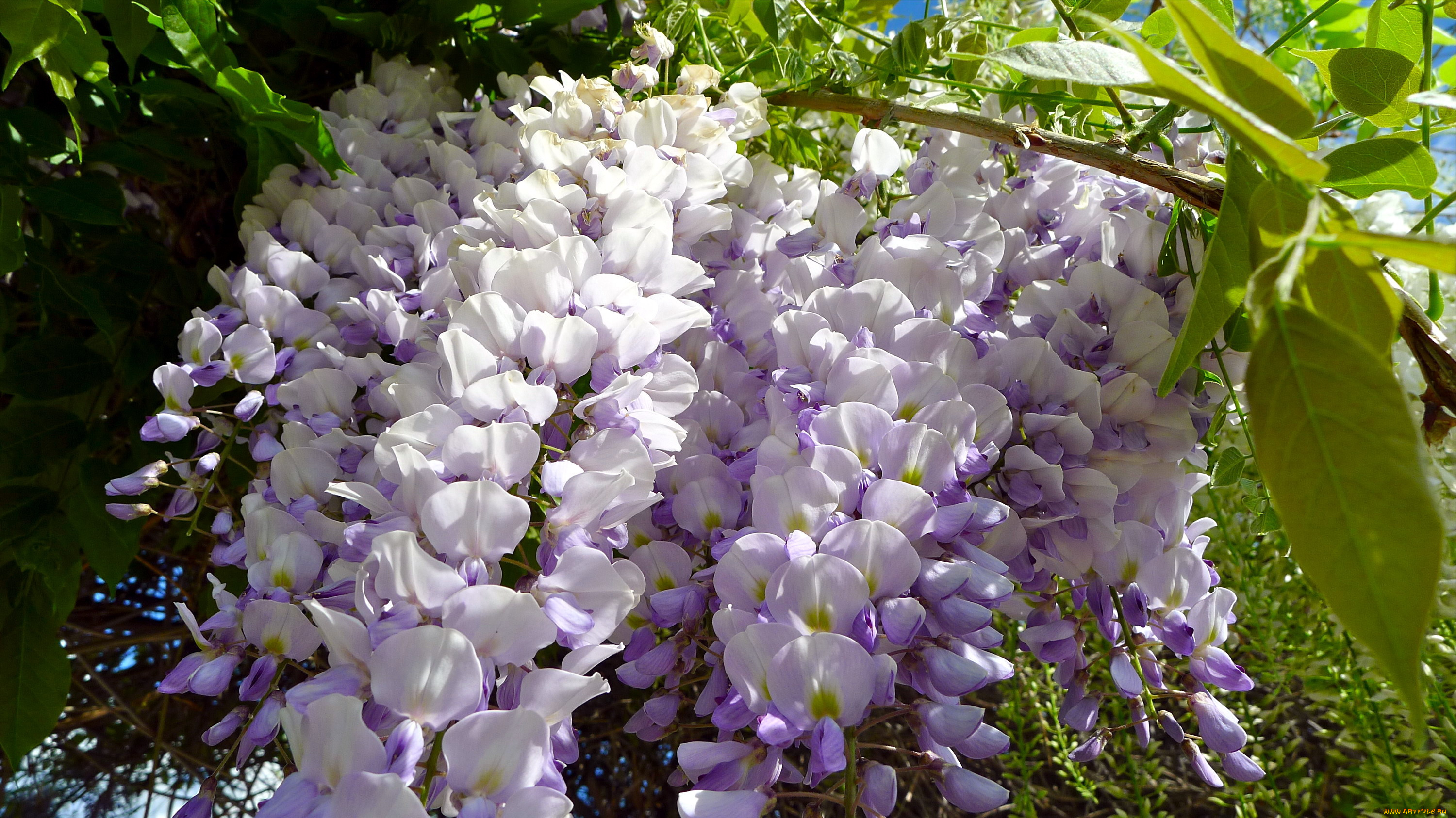 цветы, глициния, гроздь