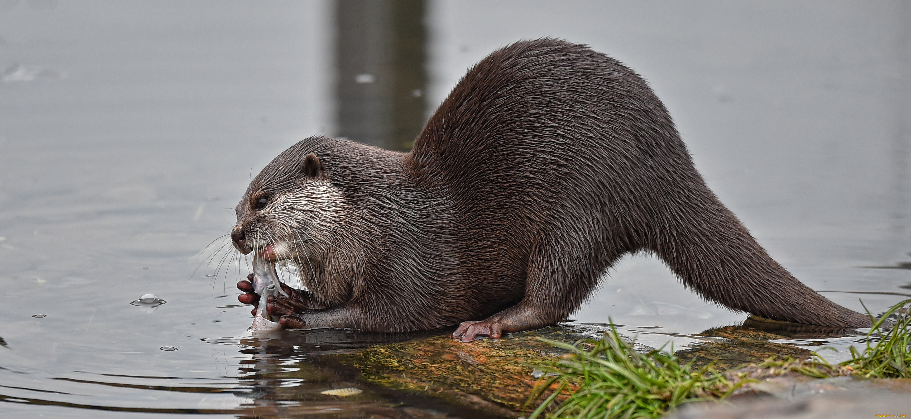 животные, выдры, , каланы, , ондатры, выдра