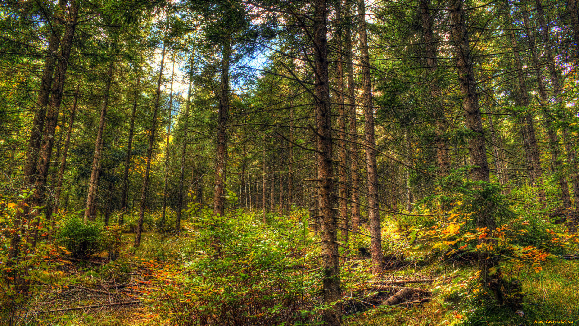 природа, дороги, тракт