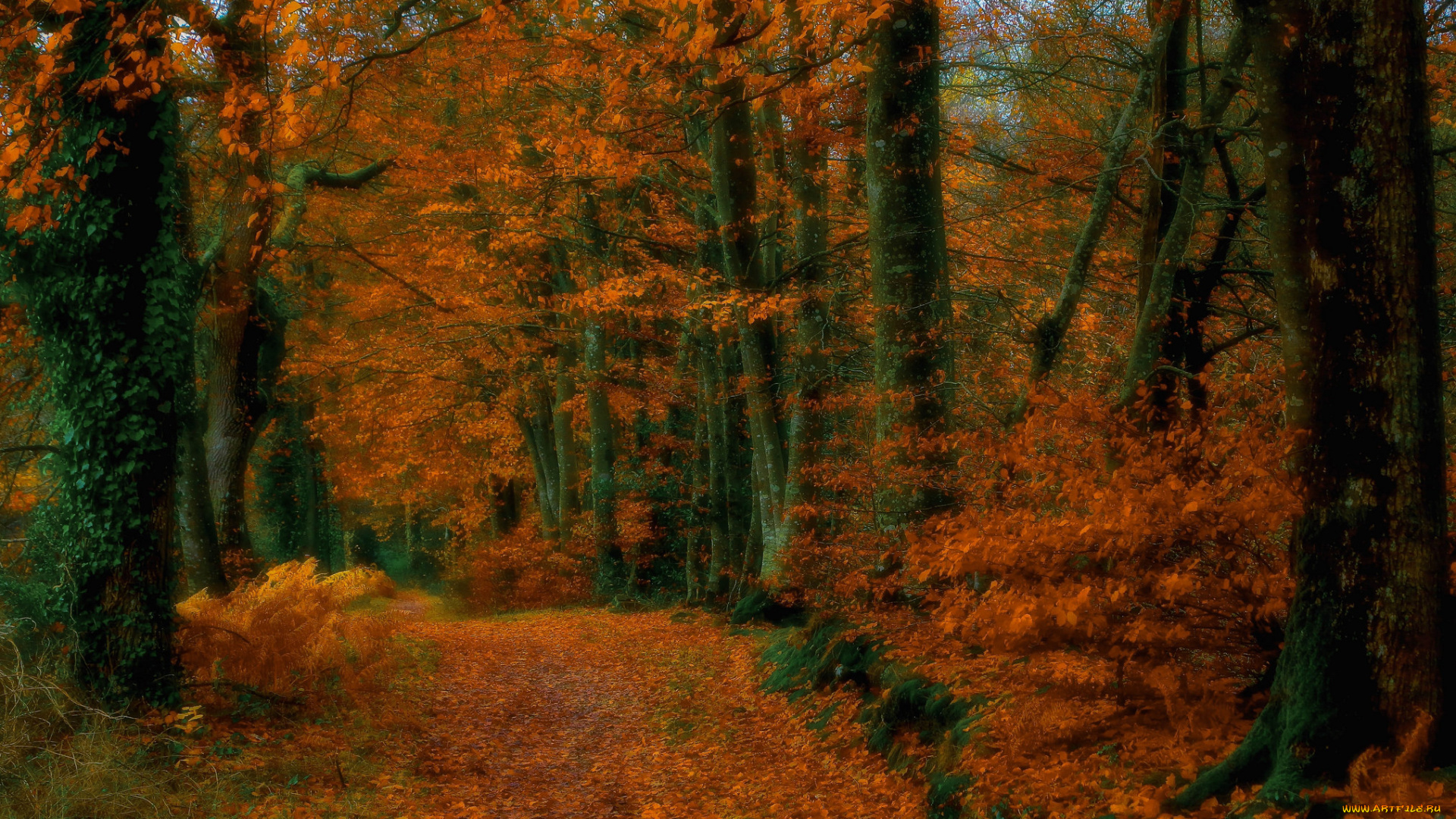 природа, лес, деревья