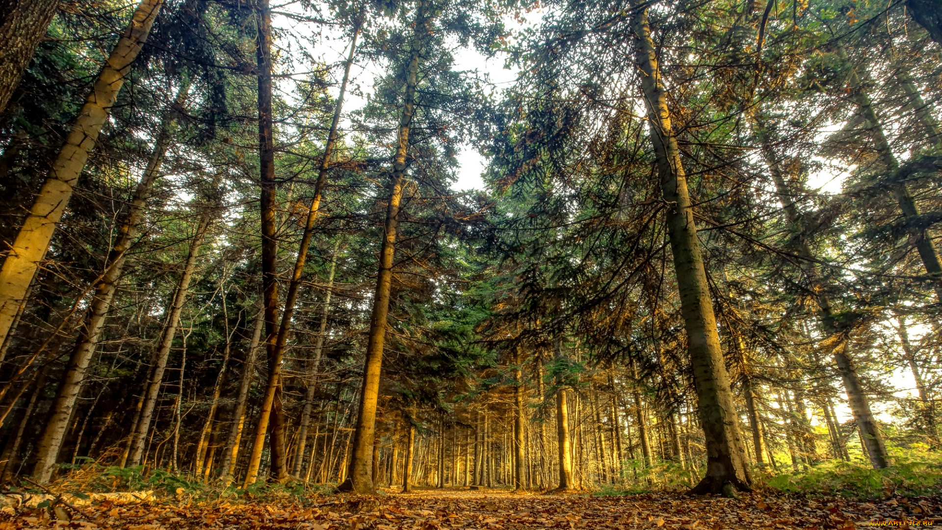 природа, лес, деревья