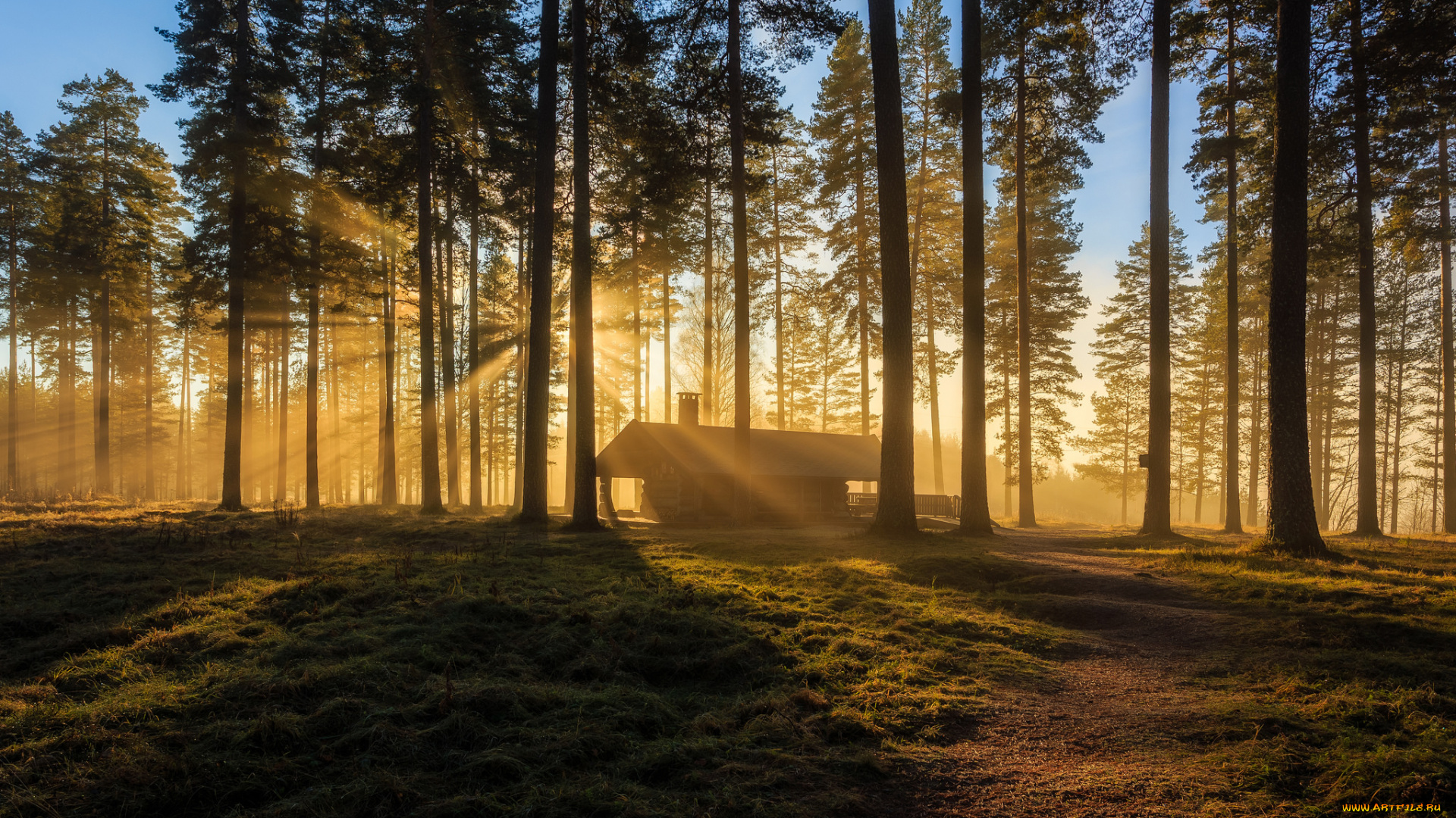 природа, лес, деревья