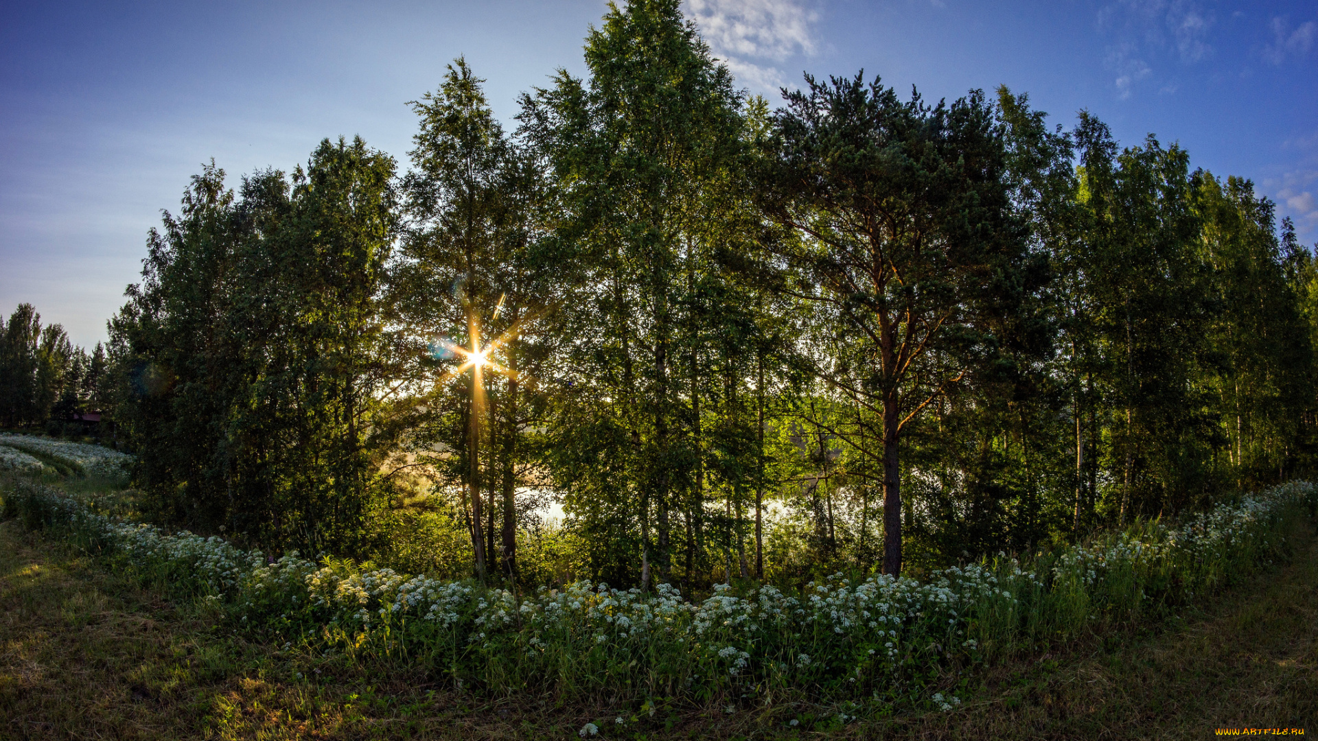 природа, лес, деревья