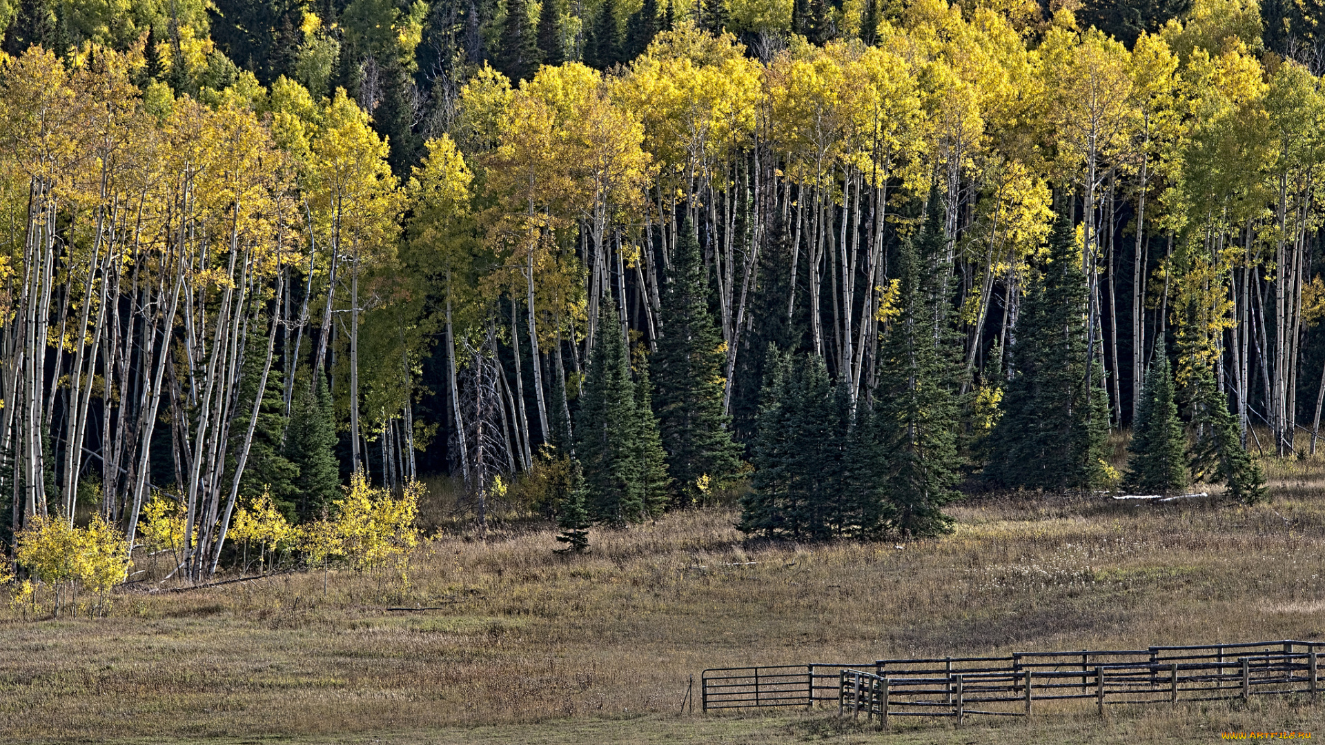 природа, лес, деревья