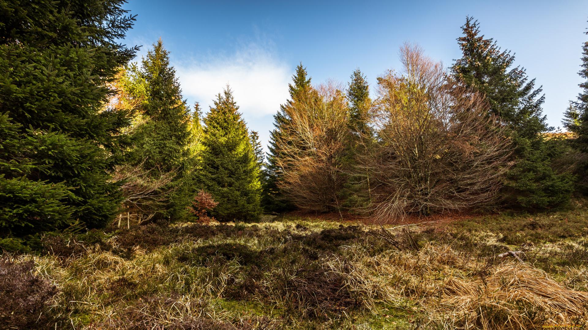 природа, лес, деревья