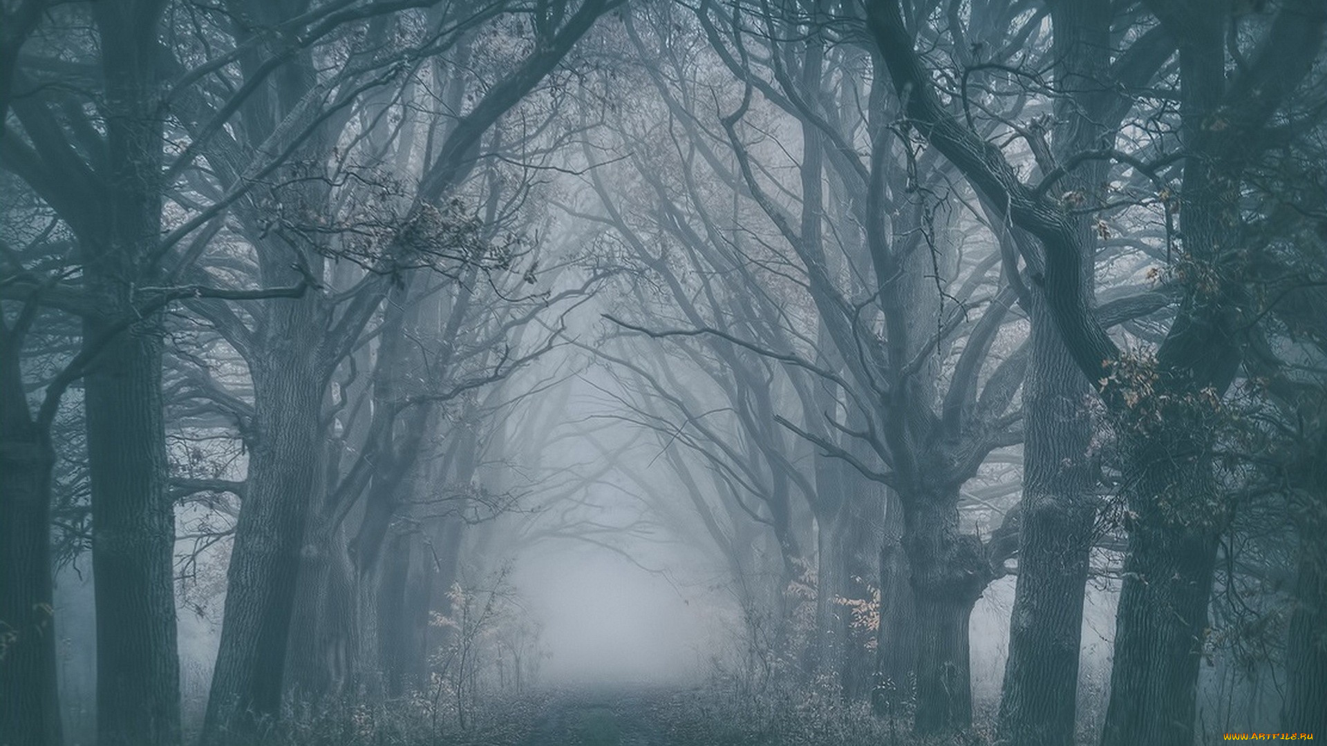 природа, лес, туман, деревья