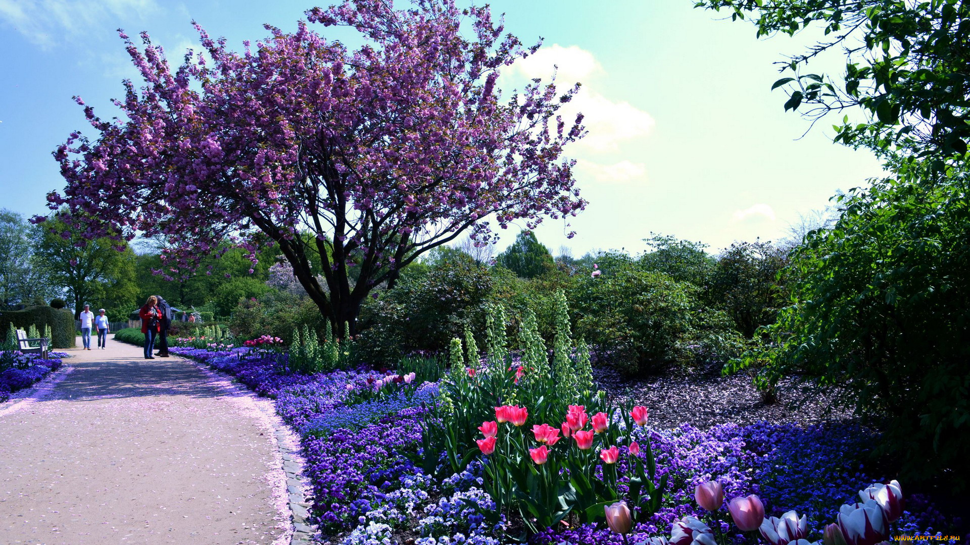 природа, парк, весна