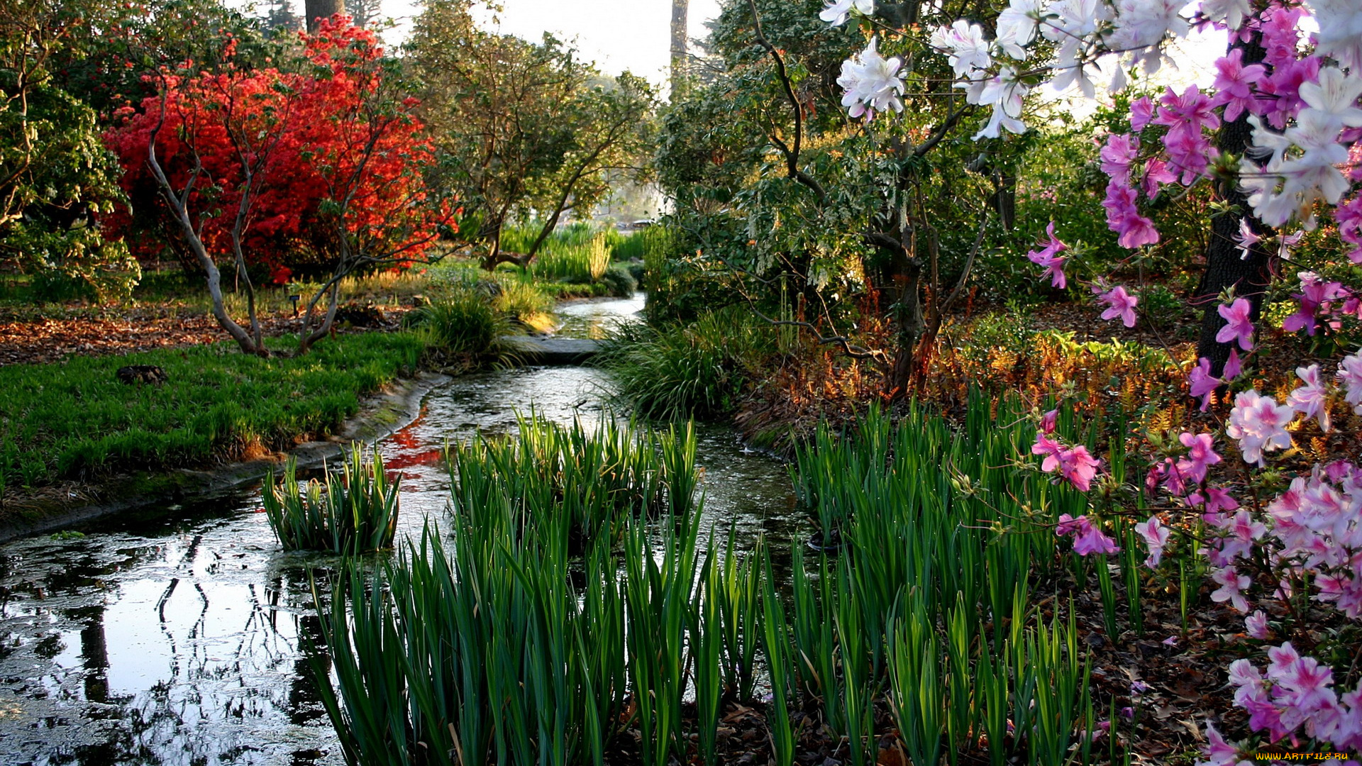 природа, парк, водоем, камыши