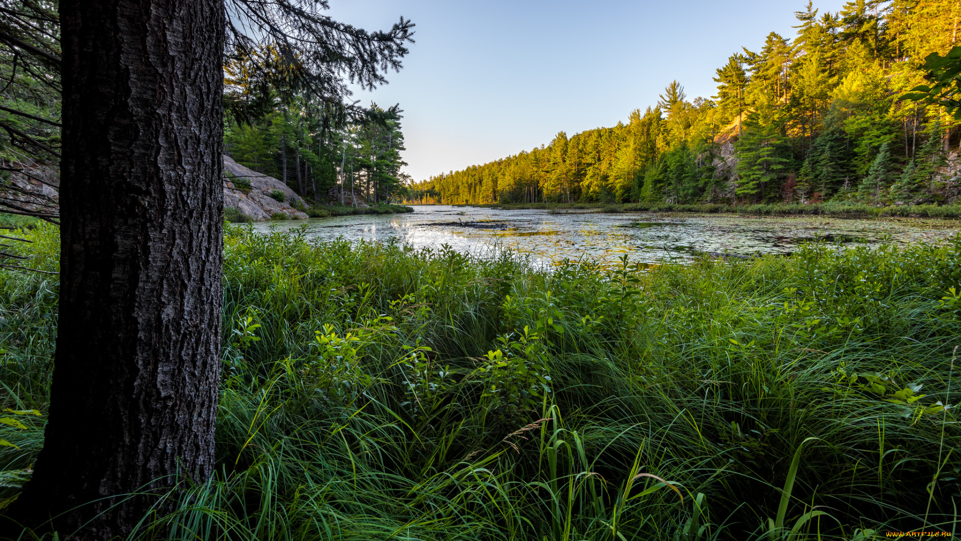природа, реки, озера, река, лес