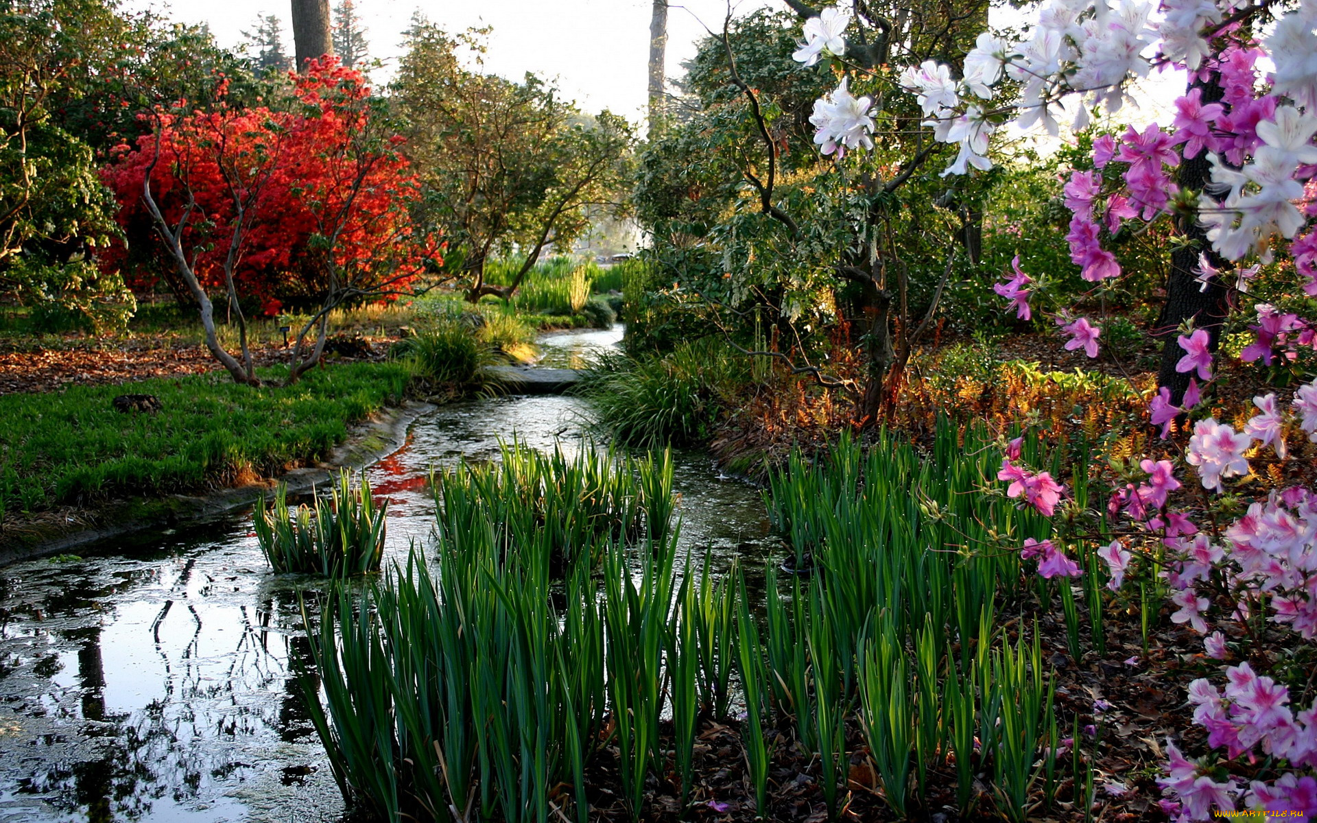 природа, парк, водоем, камыши