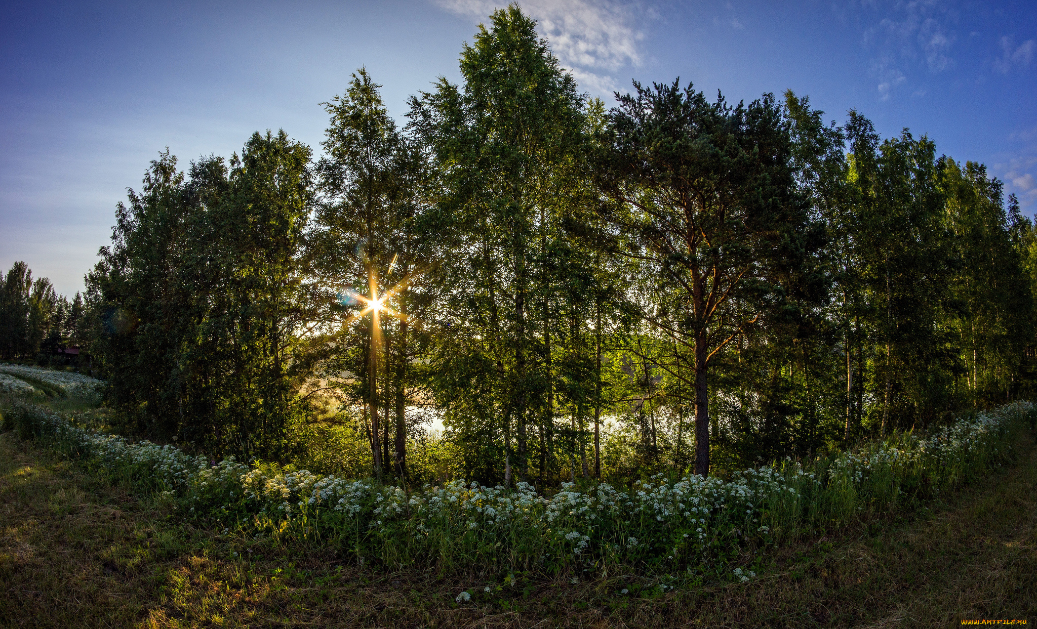 природа, лес, деревья