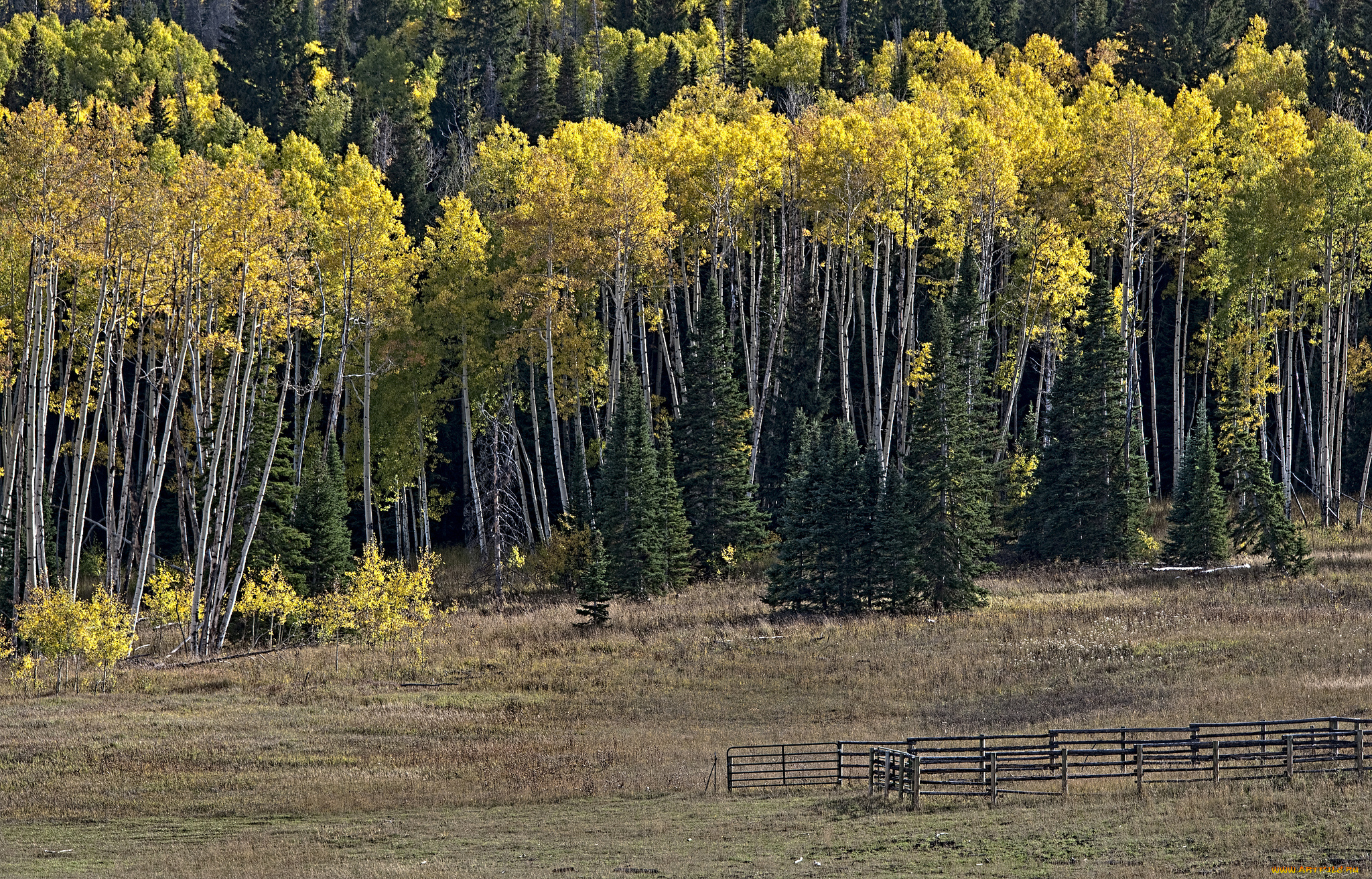 природа, лес, деревья
