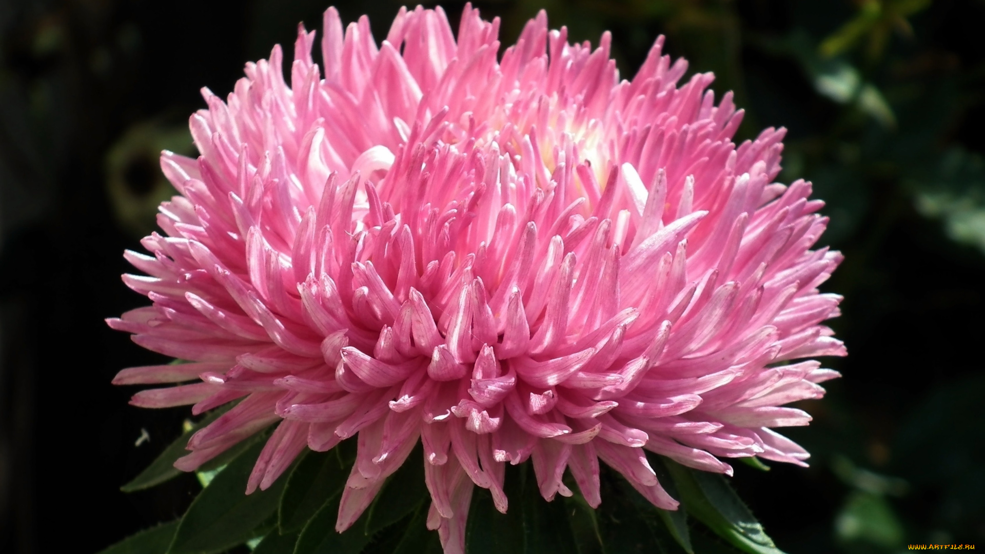 цветы, астры, розовый, макро