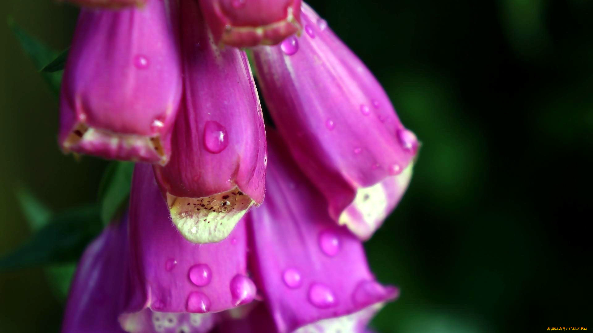 цветы, дигиталис, , наперстянка, макро, капли