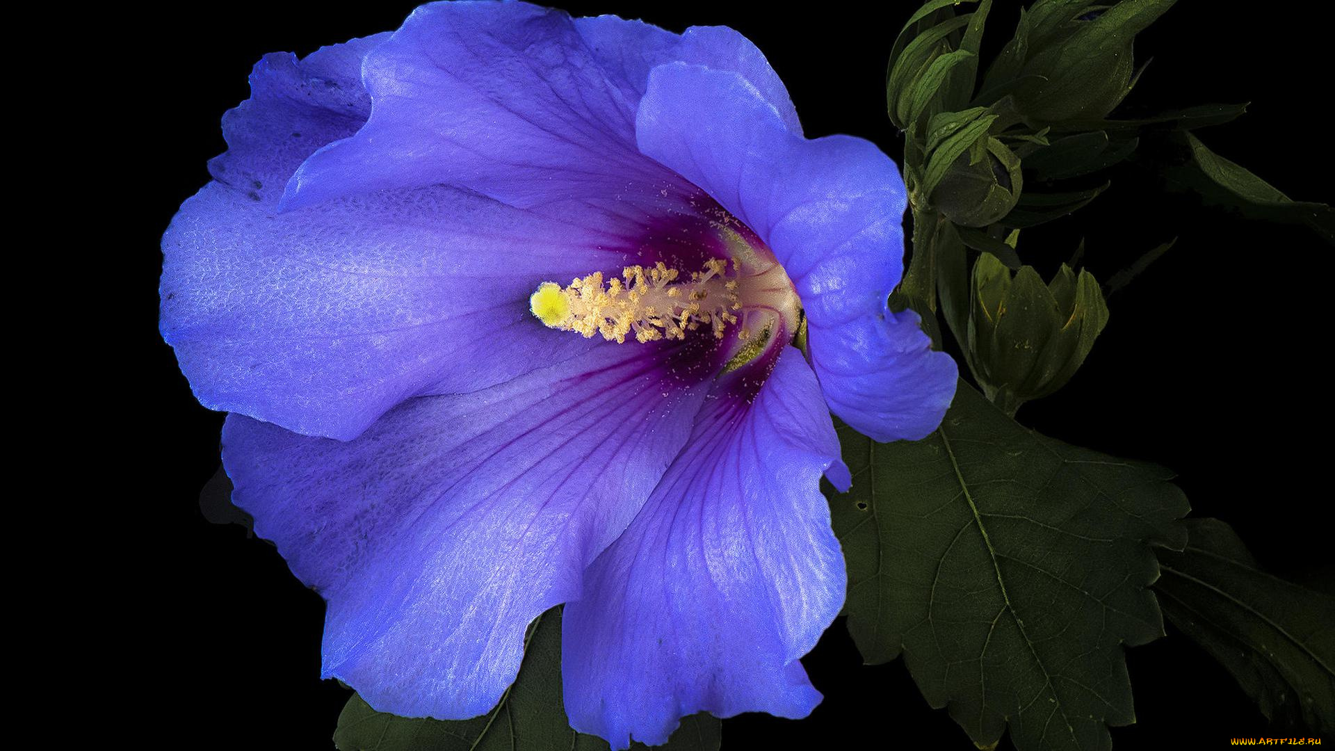 цветы, гибискусы, гибискус, флора, цветок