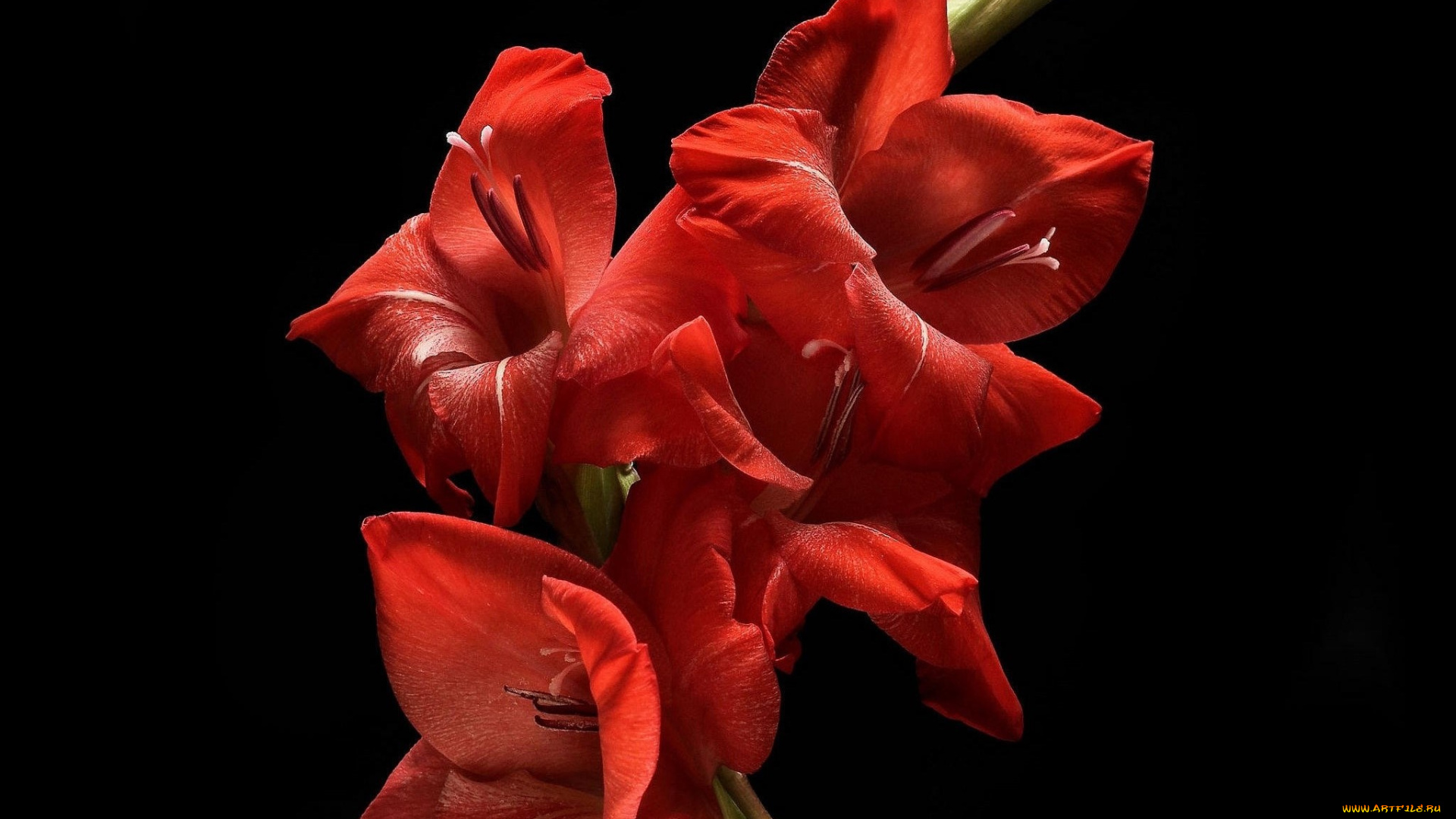 цветы, гладиолусы, флора, цветок, гладиолус