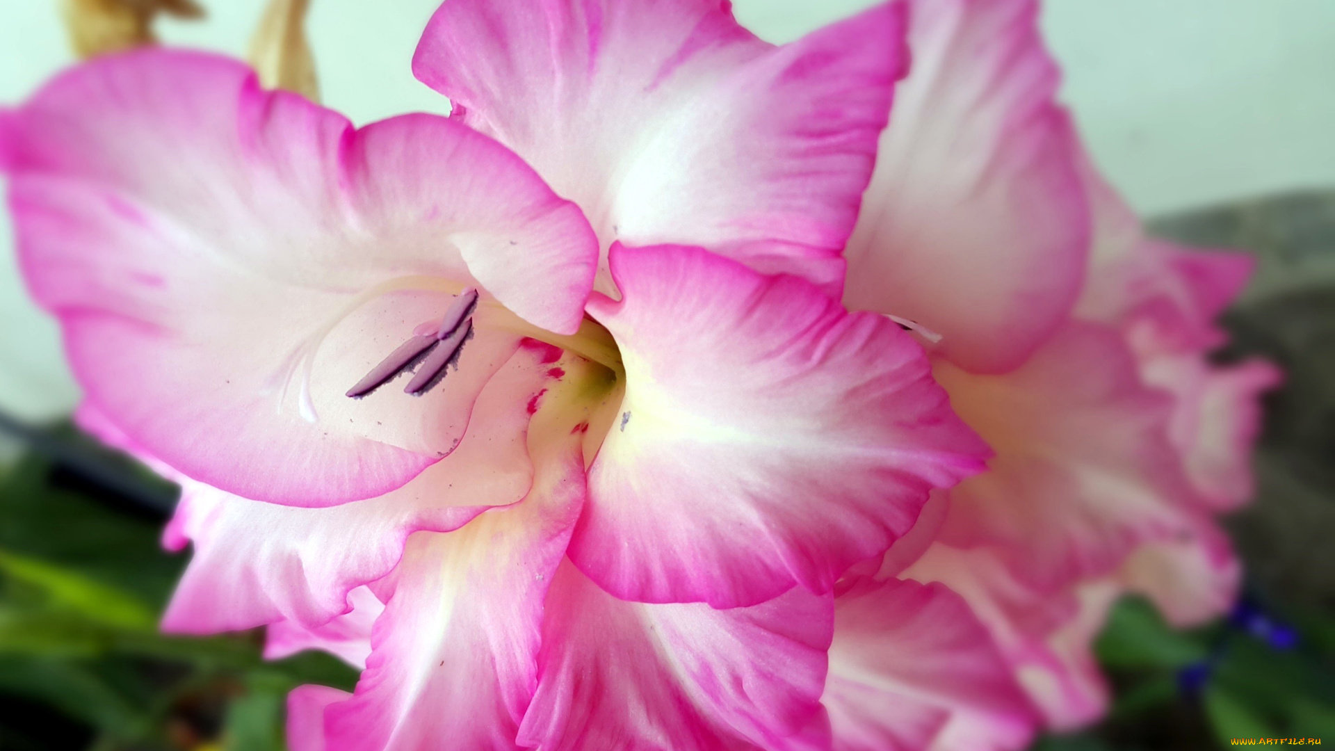 цветы, гладиолусы, нежность