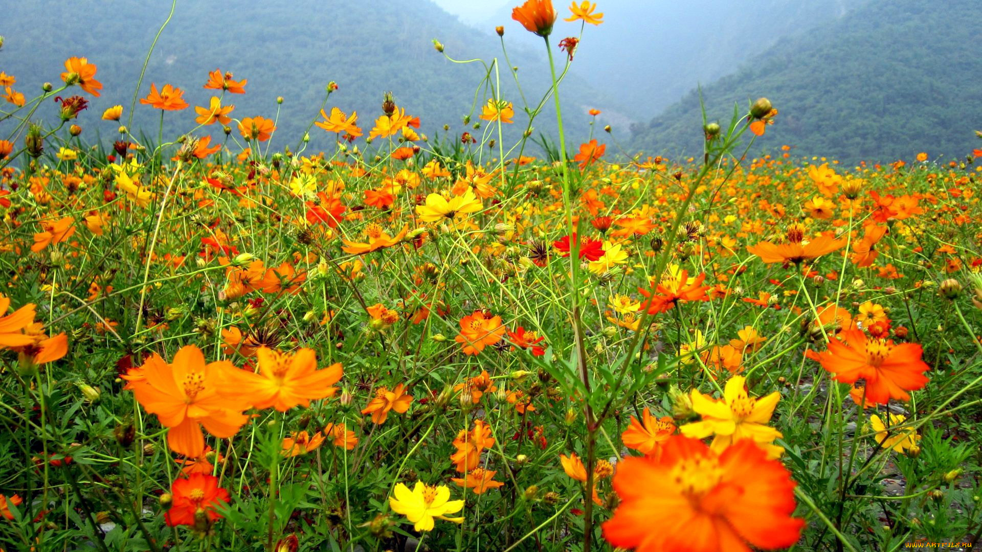 цветы, космея, оранжевый