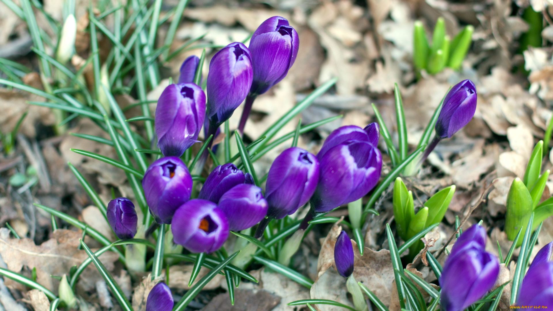 цветы, крокусы, первоцветы