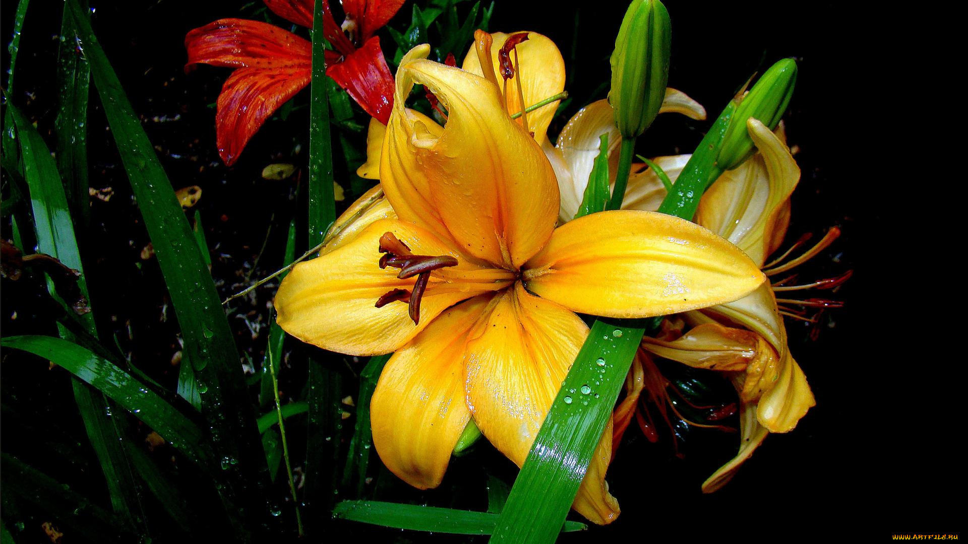 цветы, лилии, , лилейники, флора