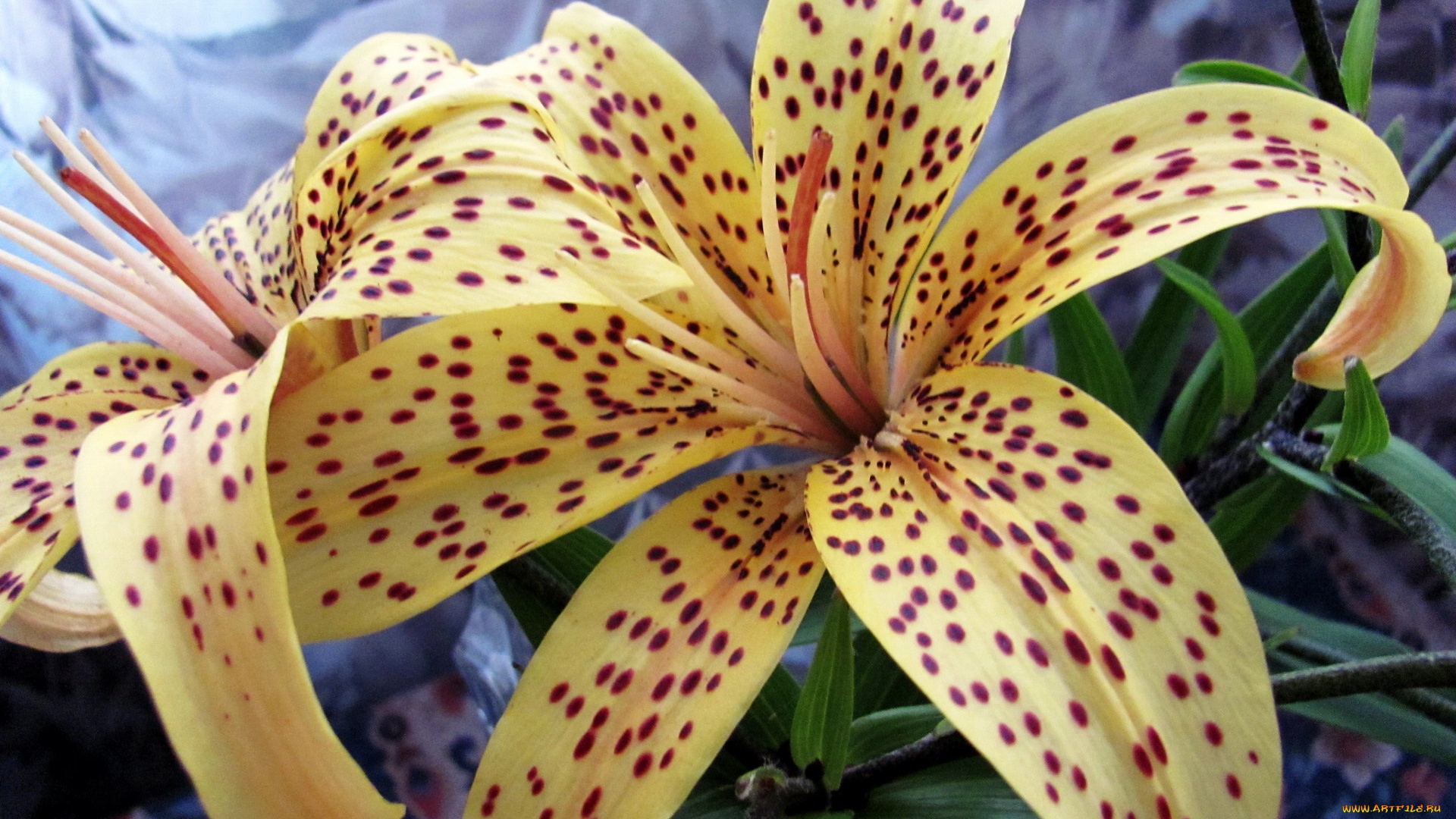 цветы, лилии, , лилейники, крапинки, тигровая