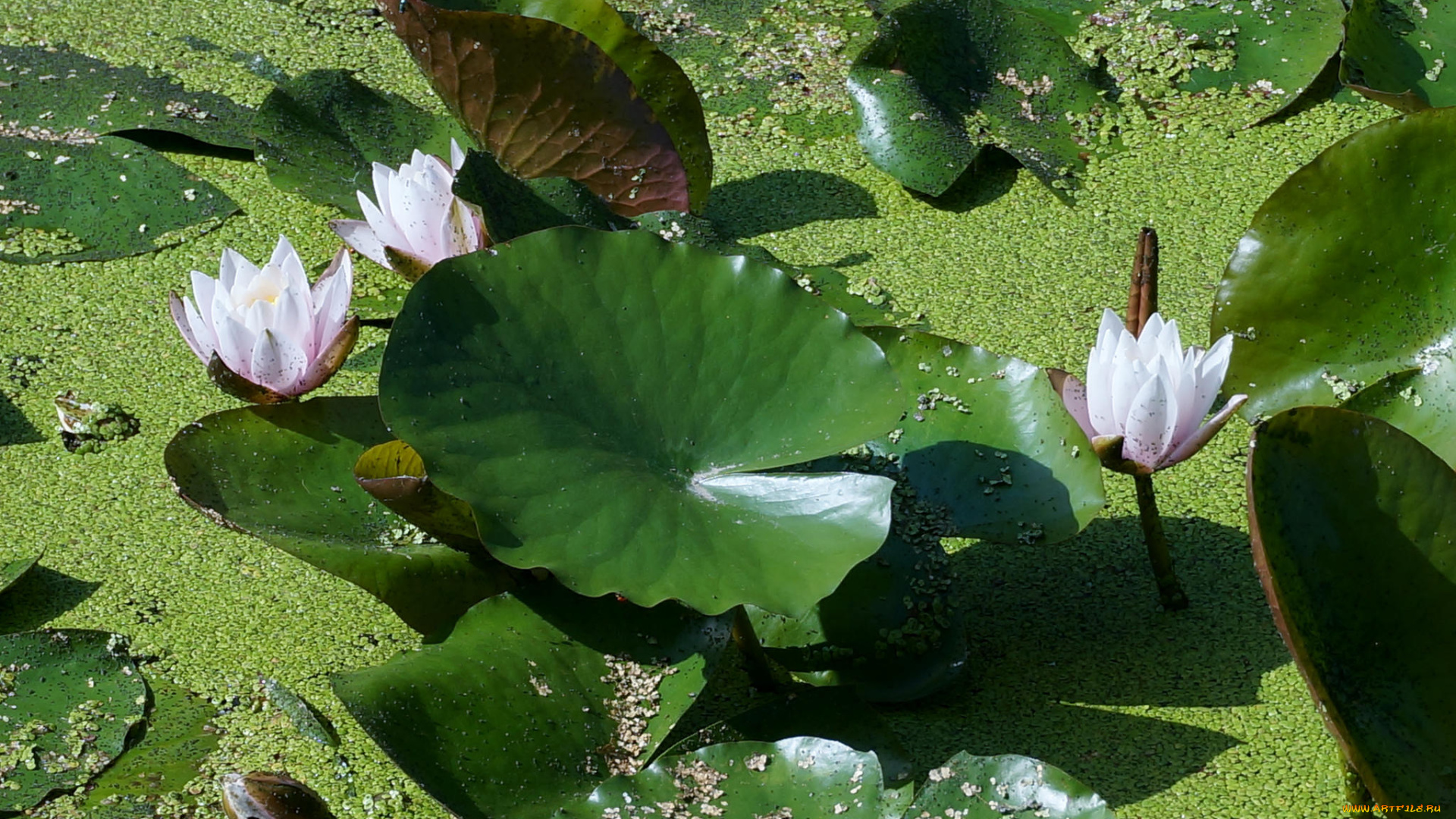 цветы, лилии, водяные, , нимфеи, , кувшинки, водоём, флора, водяная, лилия