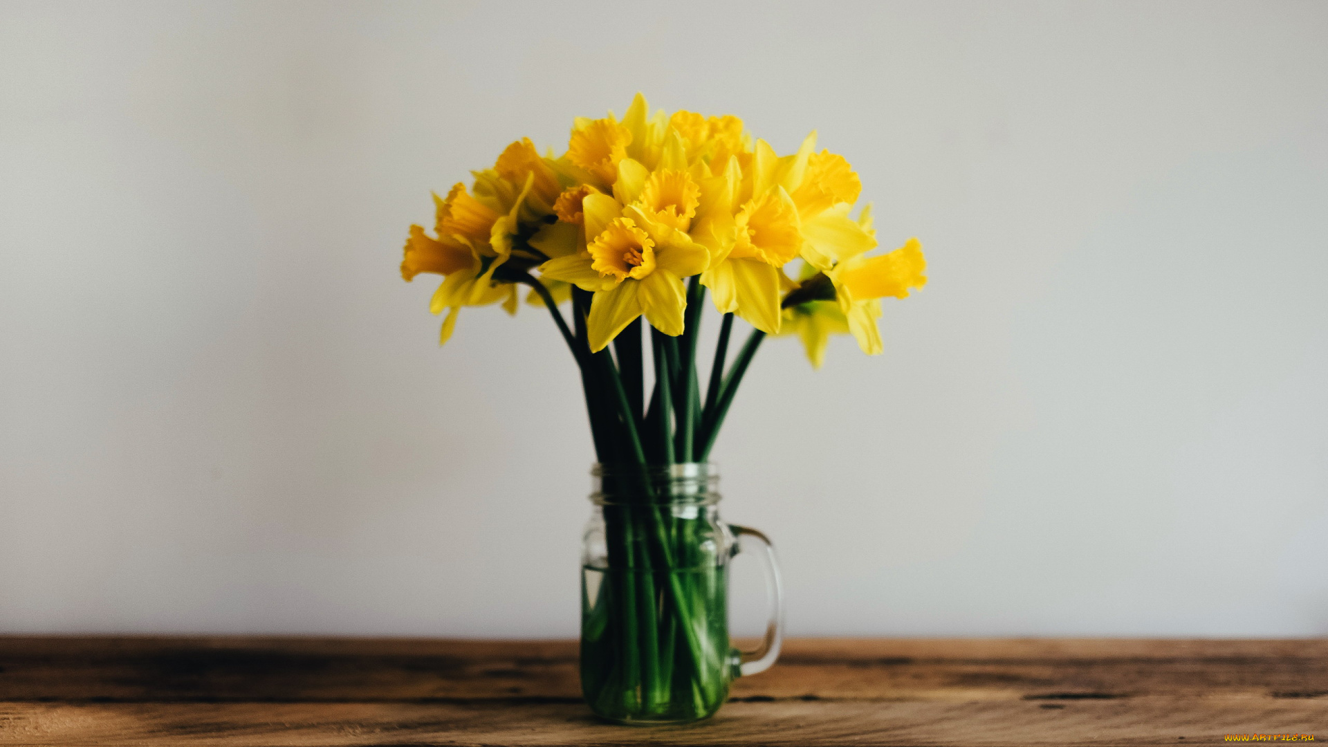 цветы, нарциссы, букет