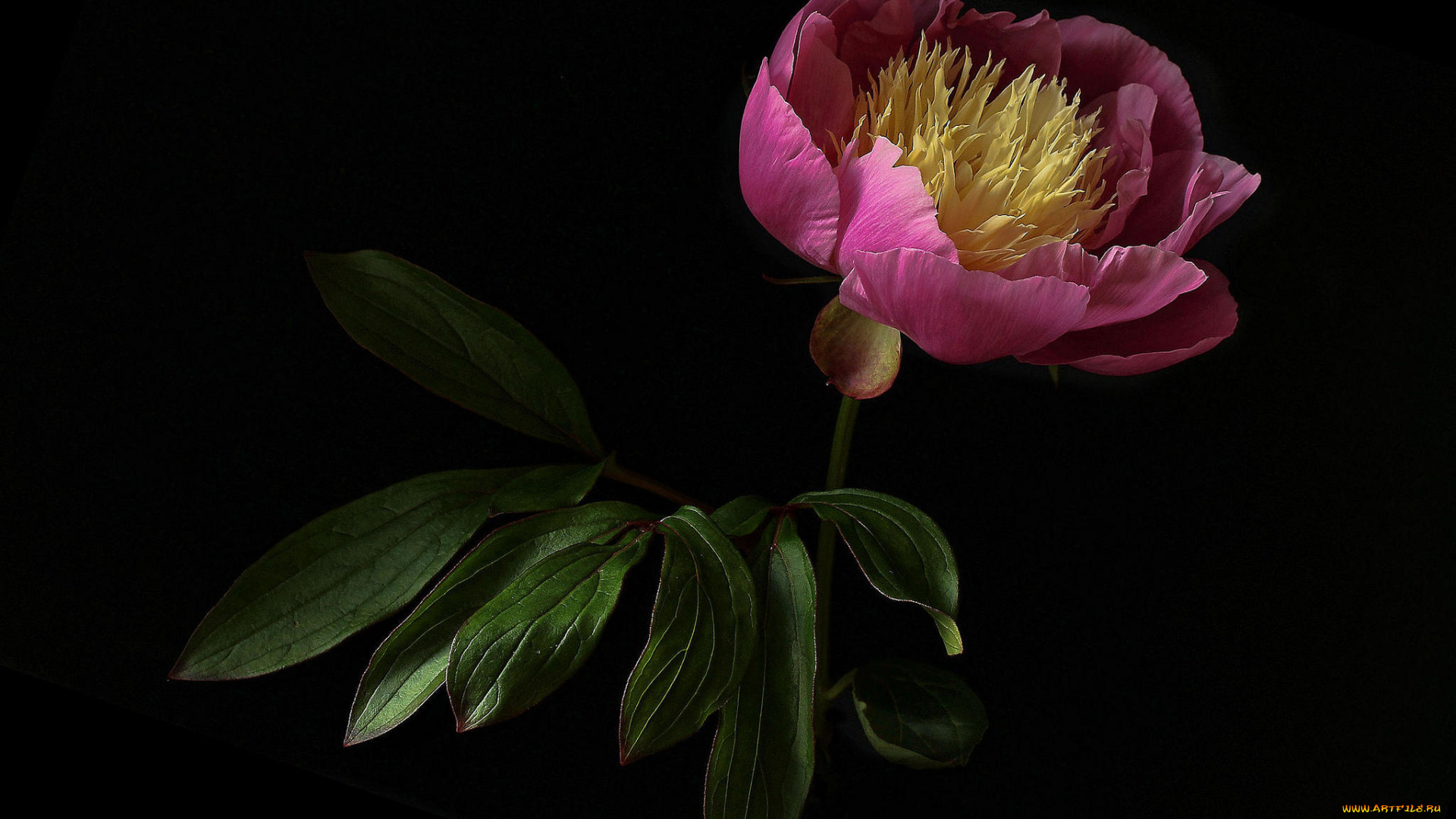 цветы, пионы, флора, цветок, пион