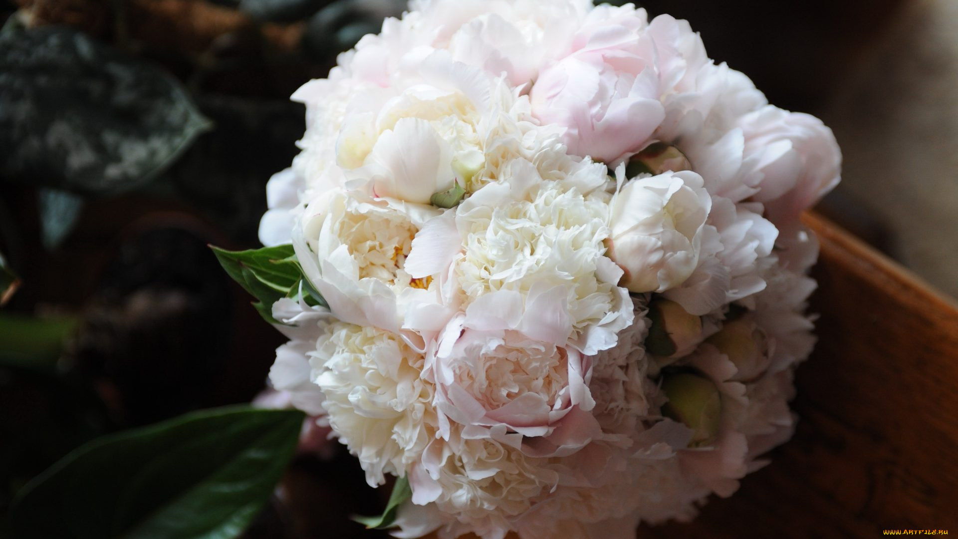 цветы, пионы, нежность
