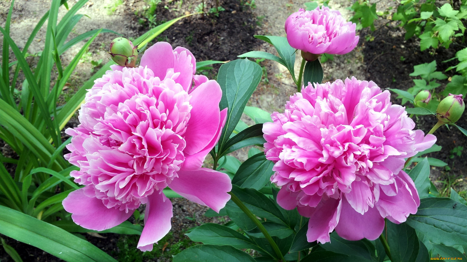 цветы, пионы, розовый