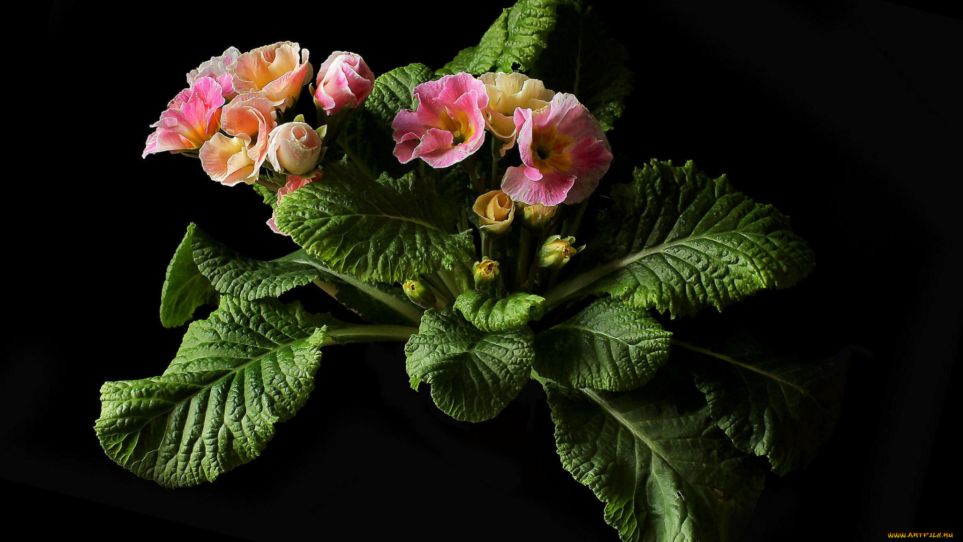 цветы, примулы, флора, цветок, примула