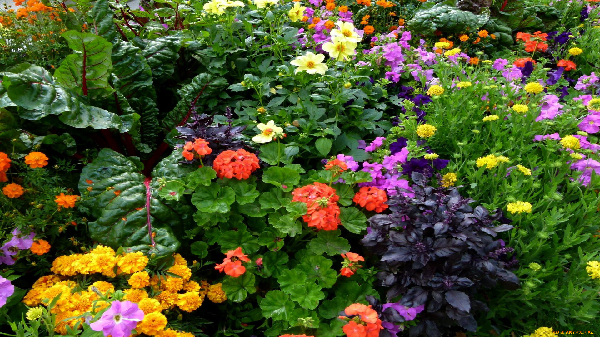 цветы, разные, вместе, георгины, герань, бархатцы, петунии