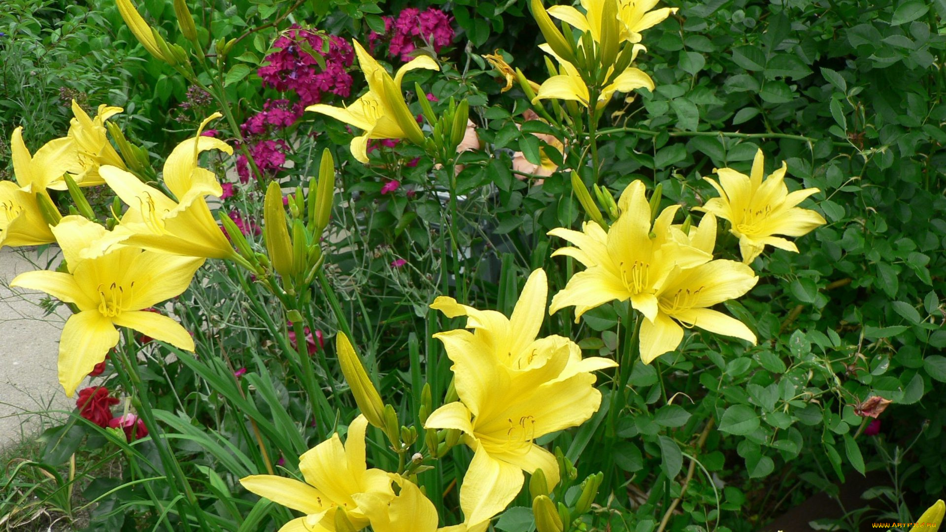 цветы, разные, вместе, лилии, флоксы