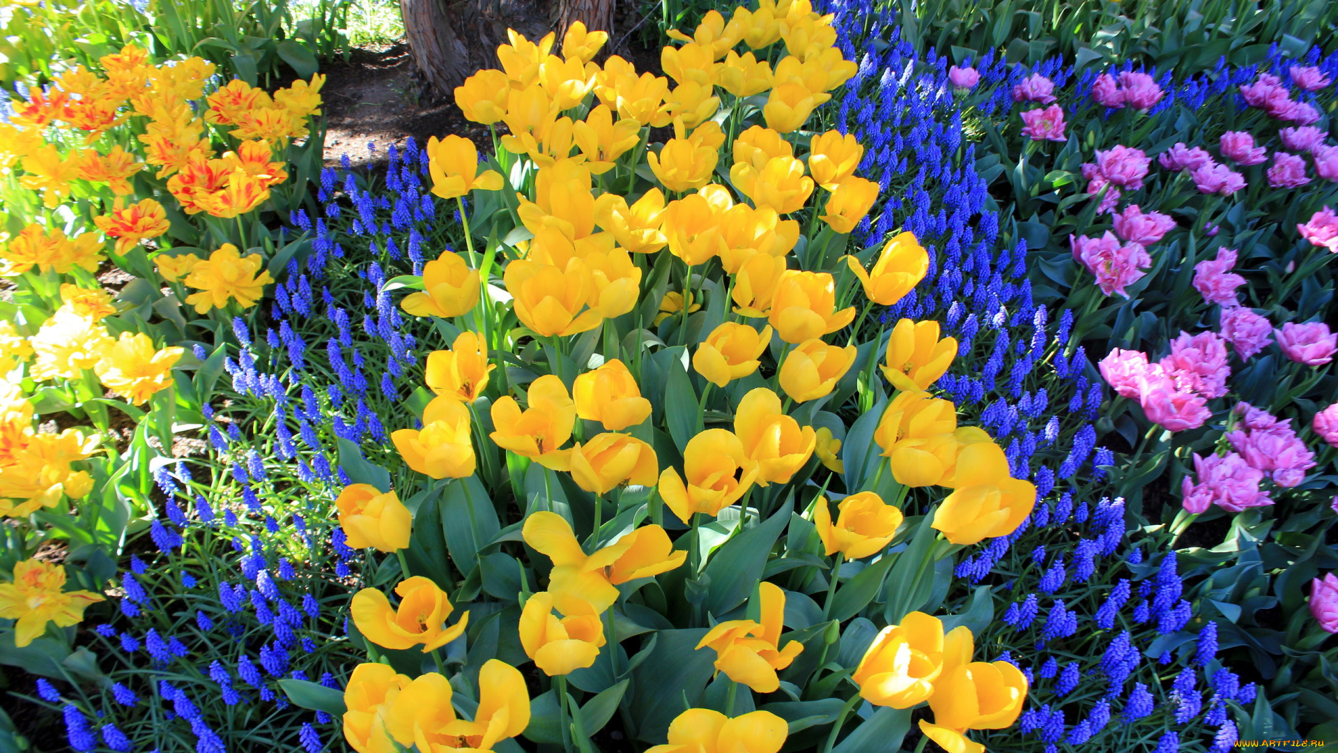 цветы, разные, вместе, весна, тюльпаны, мускари
