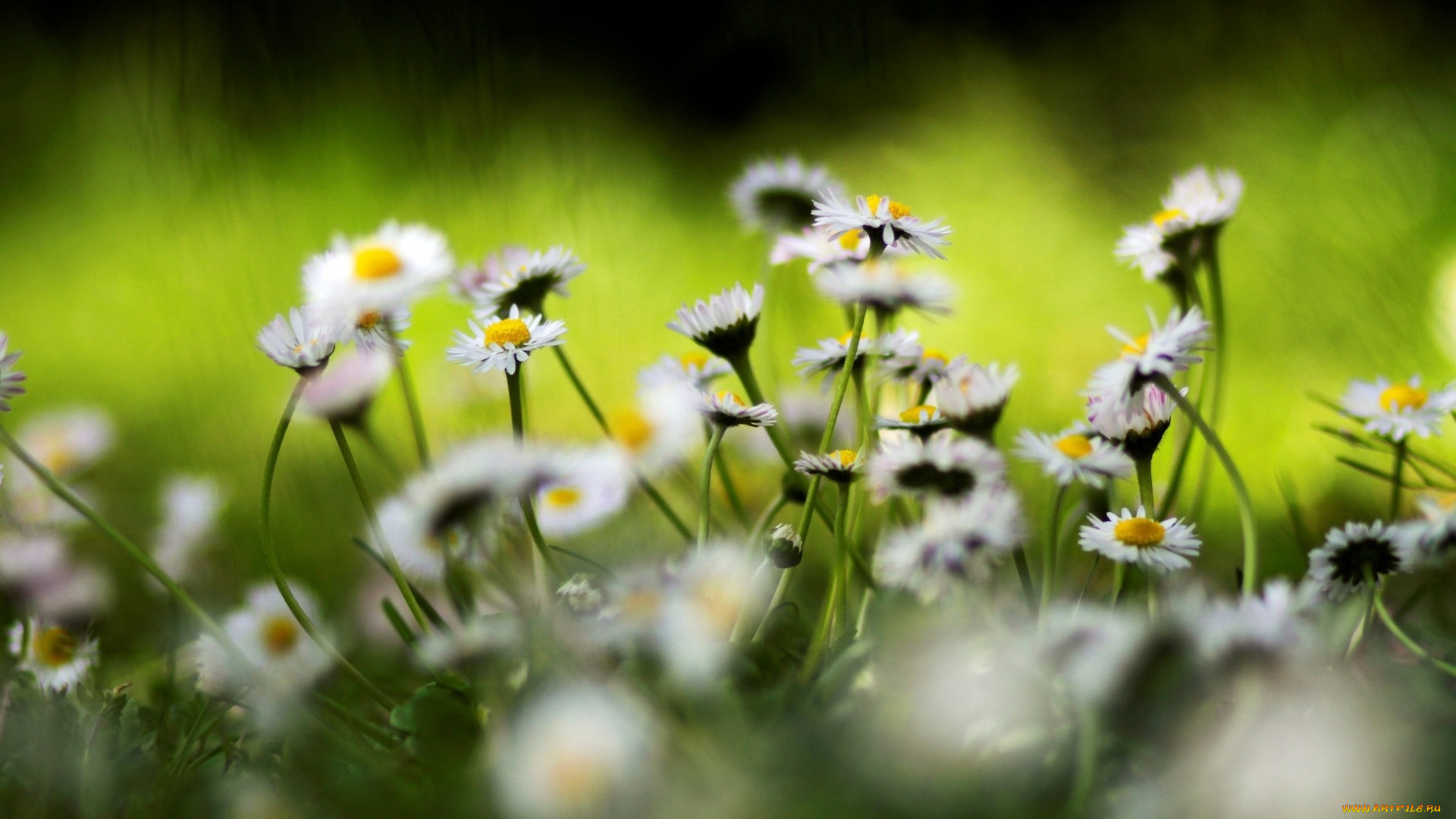 цветы, ромашки, полевые, белые, трава