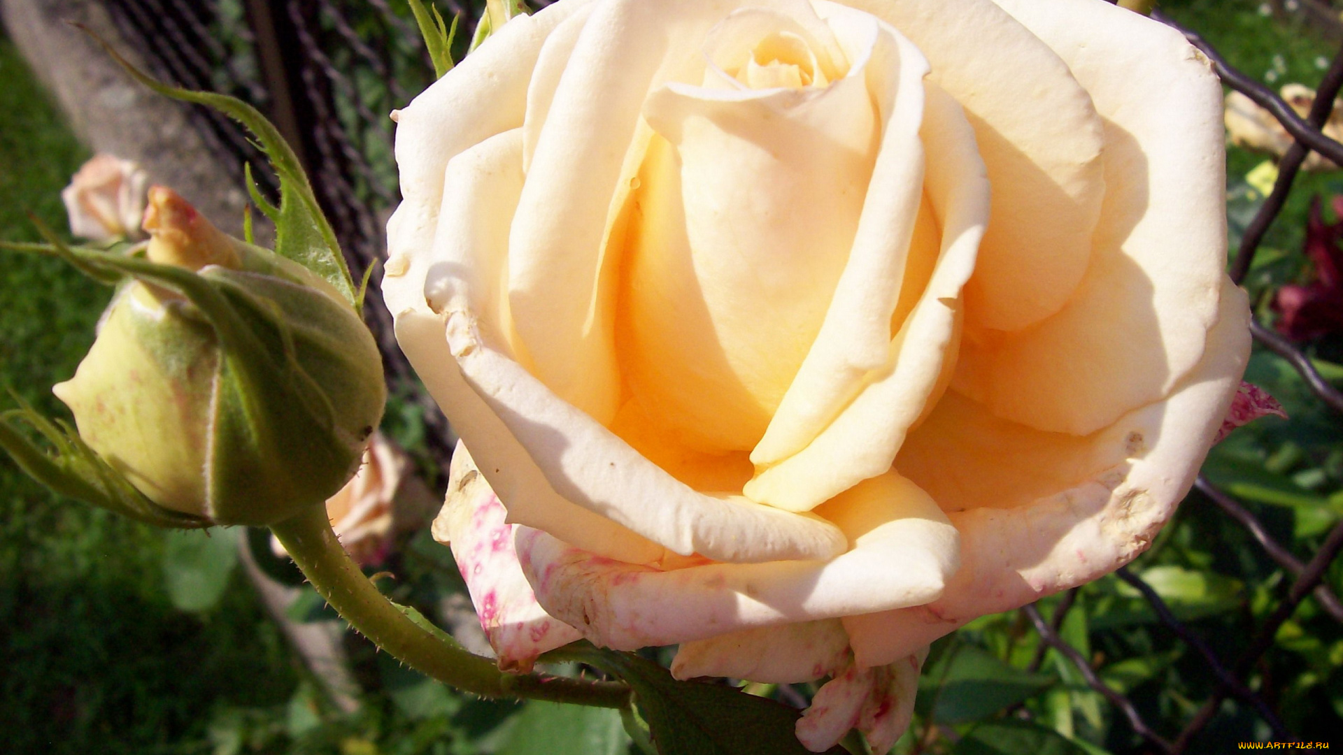 цветы, розы, бутон