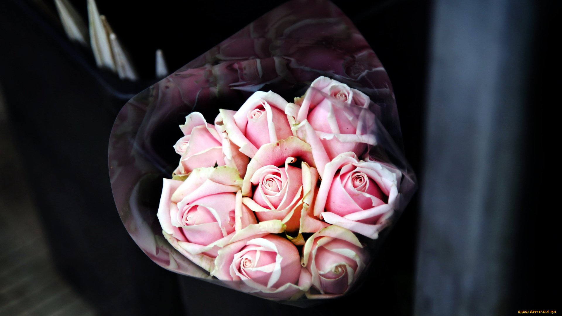 цветы, розы, бутоны