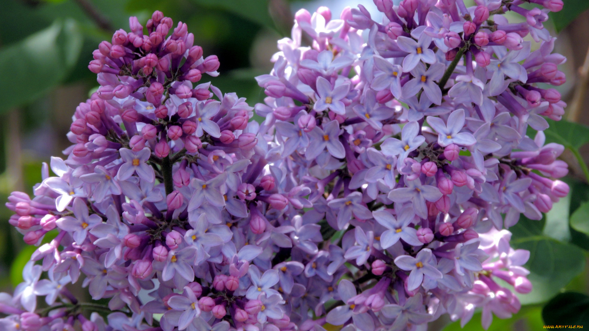 цветы, сирень, ветка