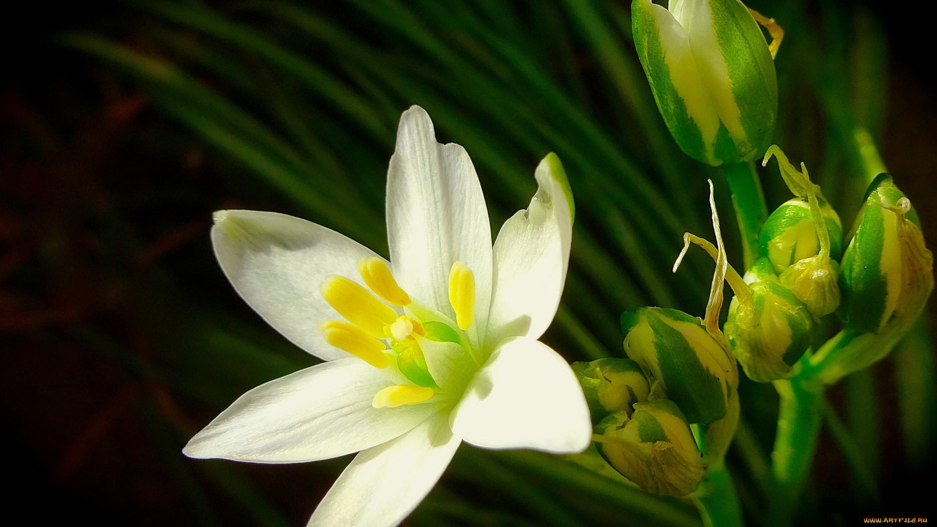 цветы, тюльпаны, флора, растение