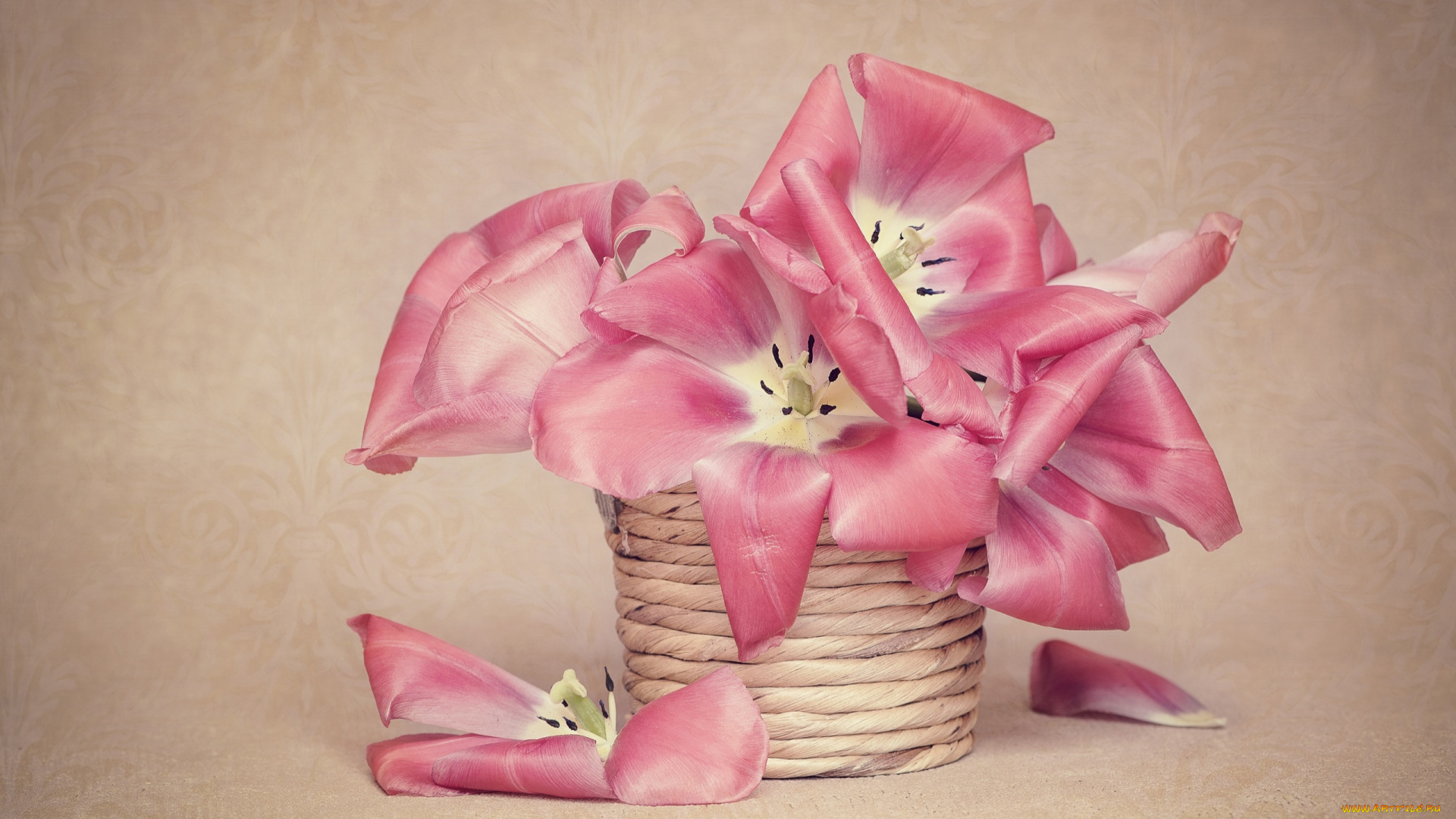 цветы, тюльпаны, розовый