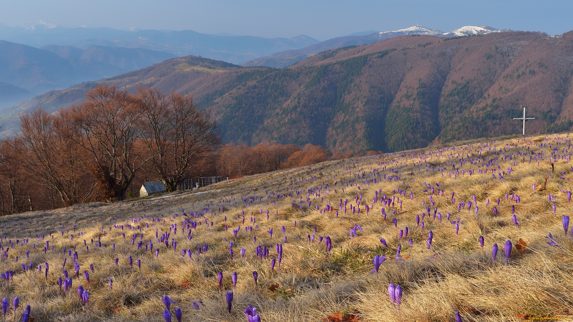 карпаты, , украина, природа, горы, весна, крокусы, цветы, луг