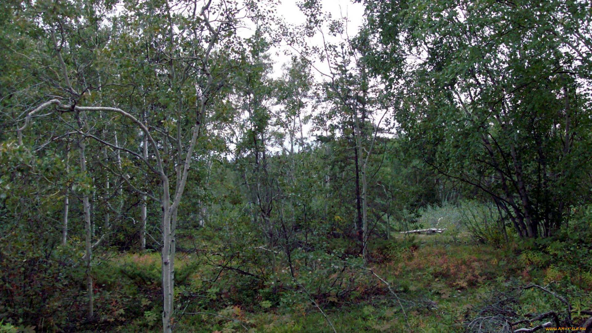 природа, лес, деревья