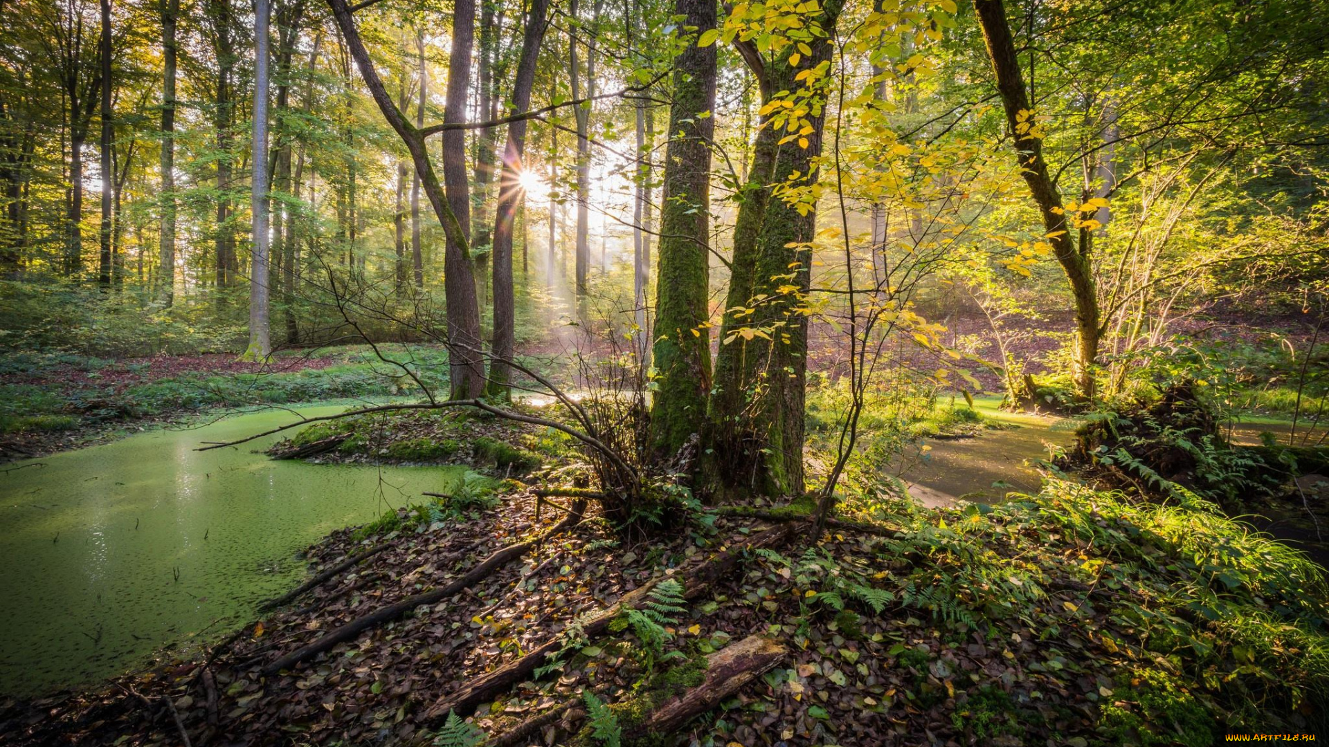 природа, лес, вода, деревья, солнце